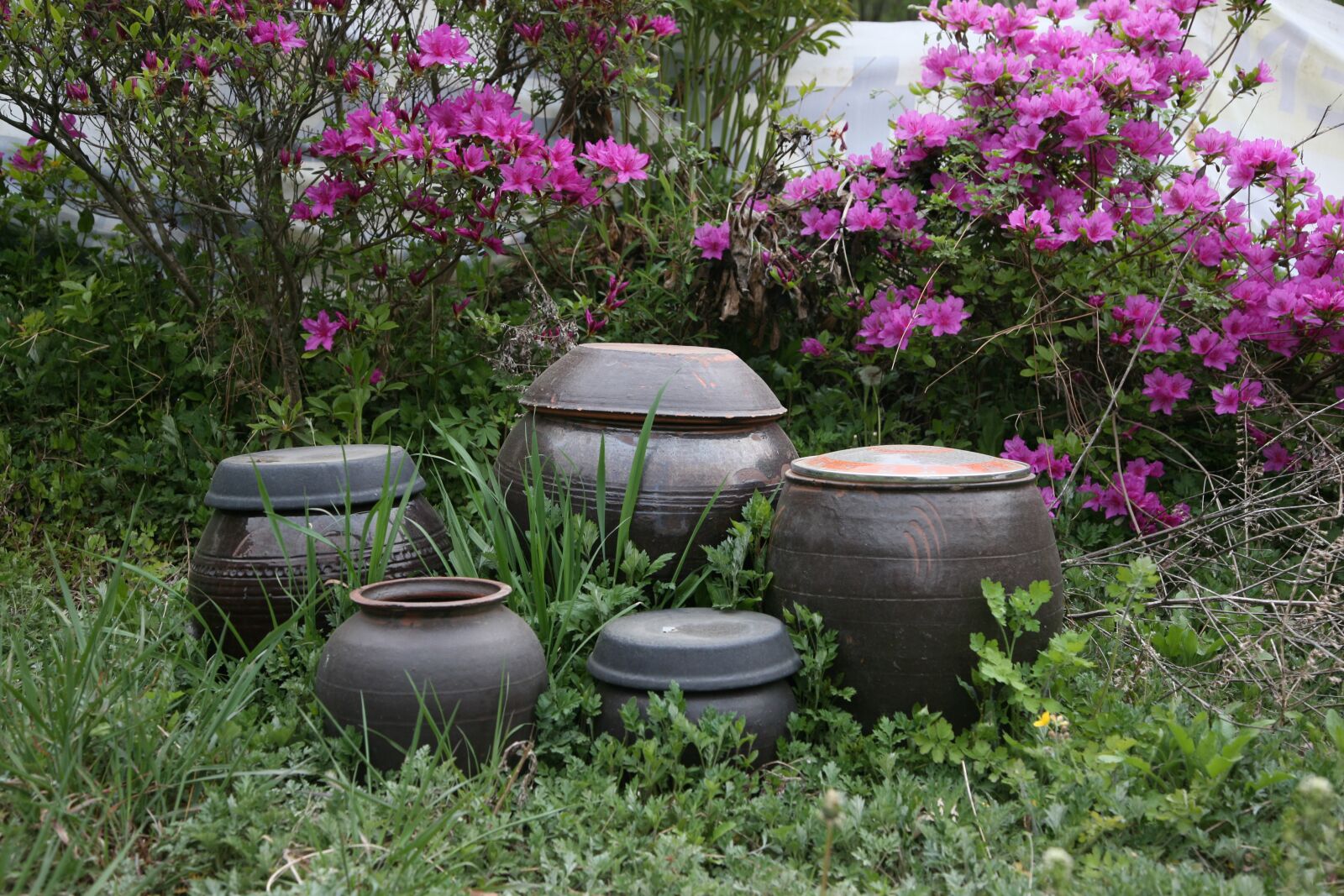 Canon EOS 5D sample photo. Traditional scene, flower, life photography