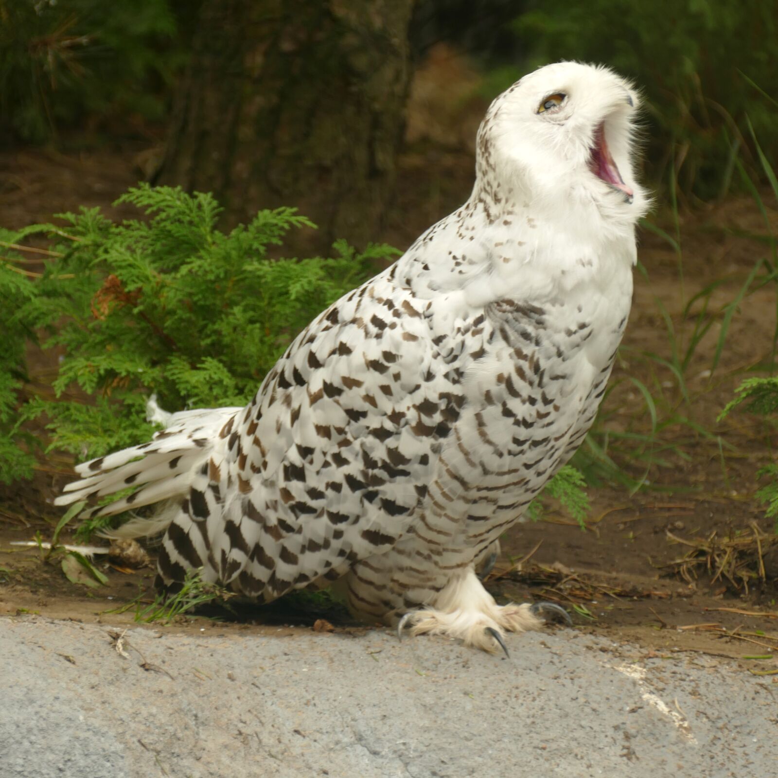 Panasonic Lumix DMC-FZ1000 sample photo. Snowy owl, owl, bird photography
