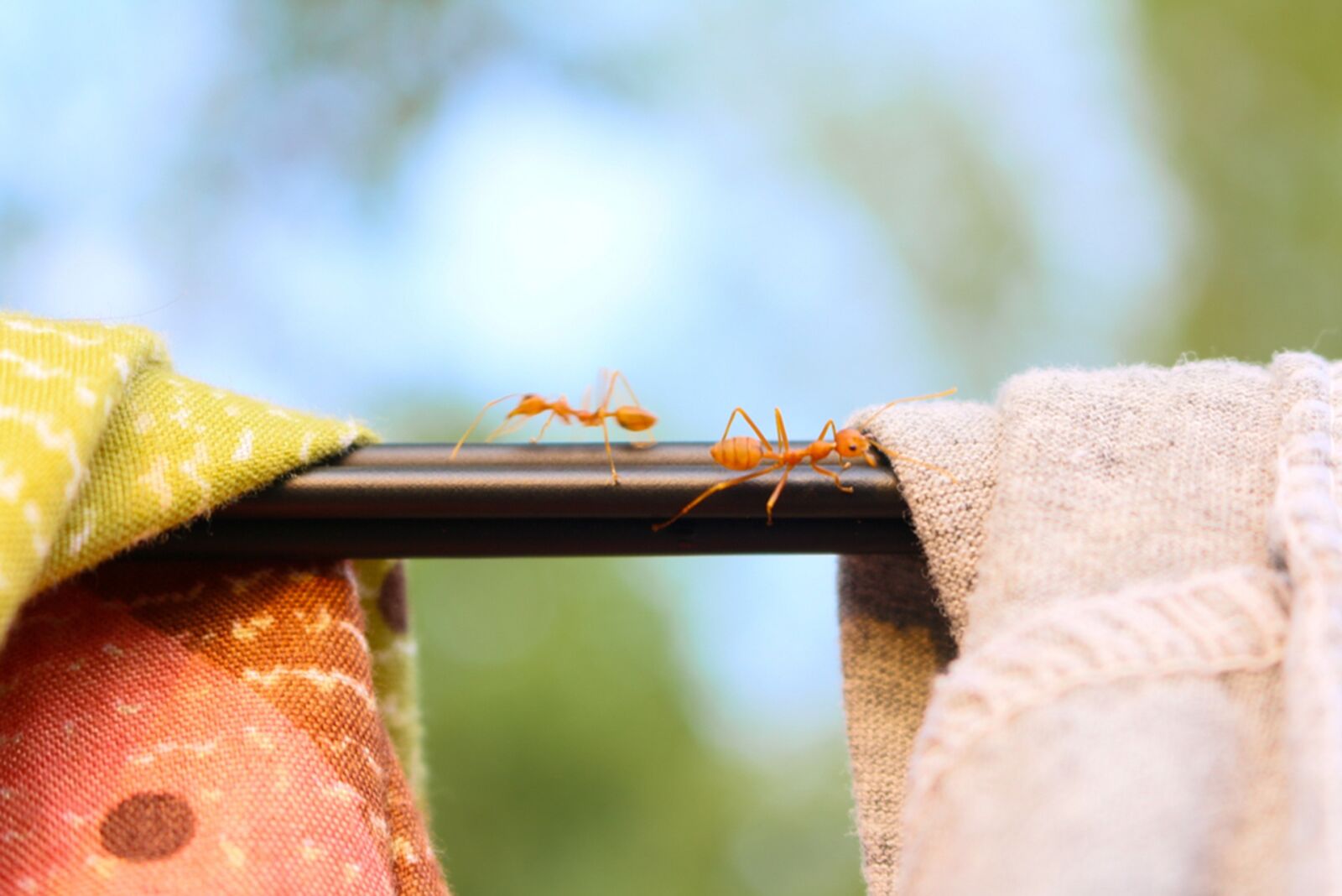Canon EOS 70D sample photo. Ant, natural, cloth photography