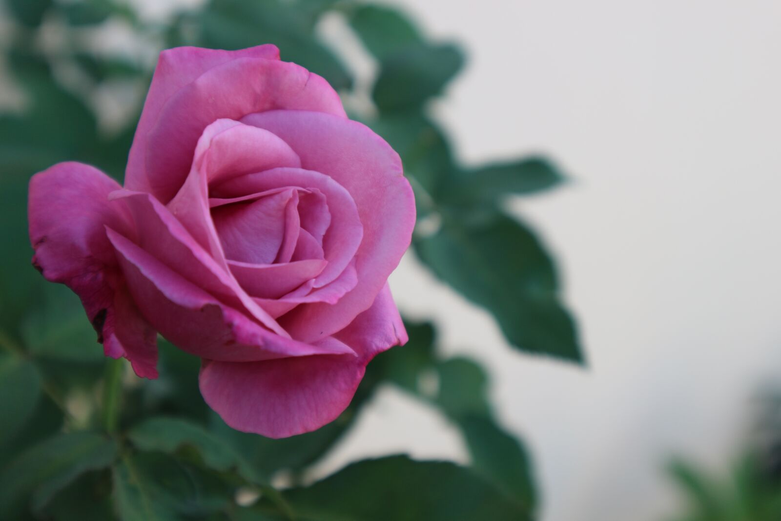 Canon EOS M10 sample photo. Rose, purple rose, purple photography