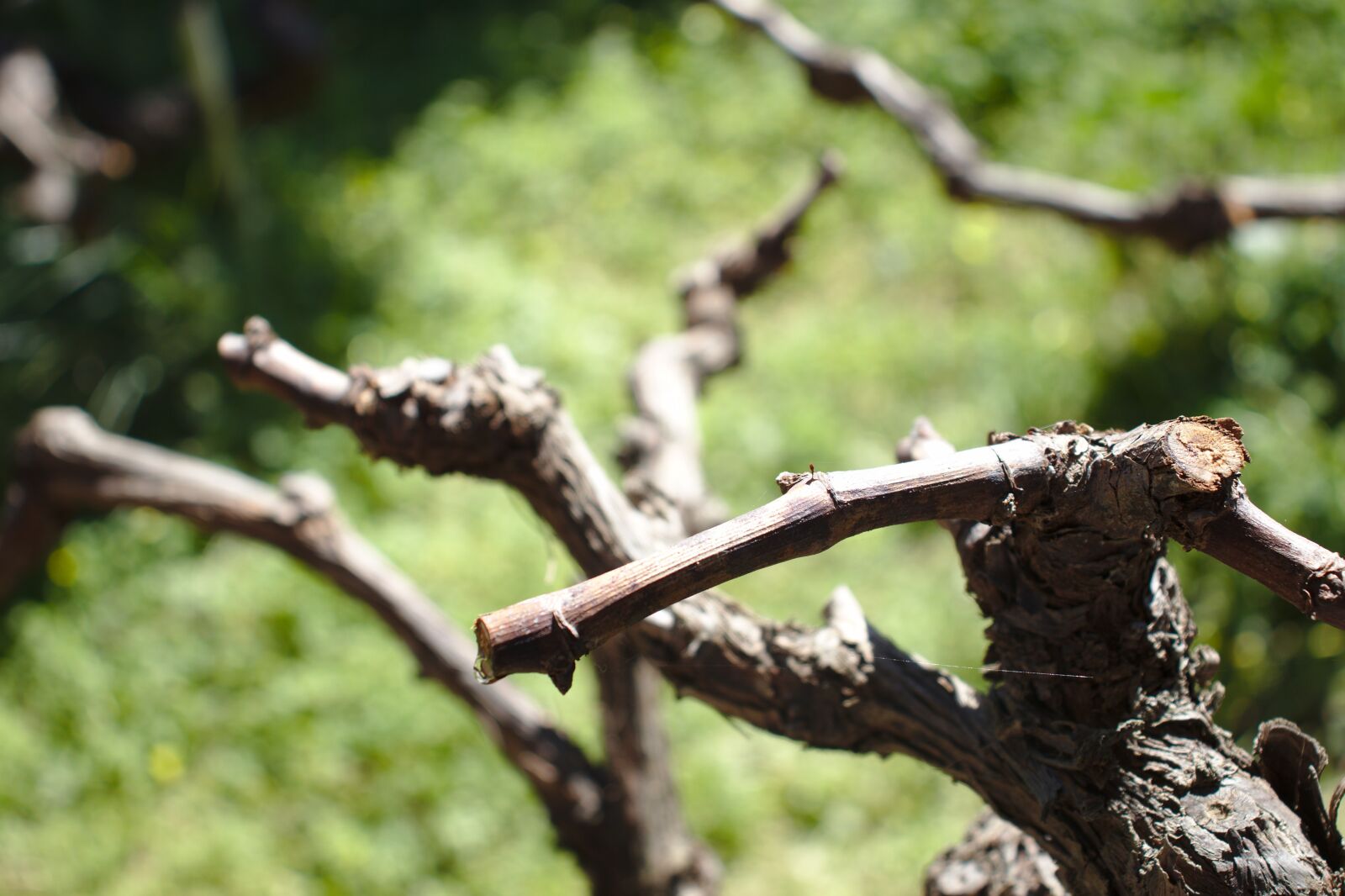 Canon EOS 800D (EOS Rebel T7i / EOS Kiss X9i) sample photo. Vine, vineyard, grapes photography