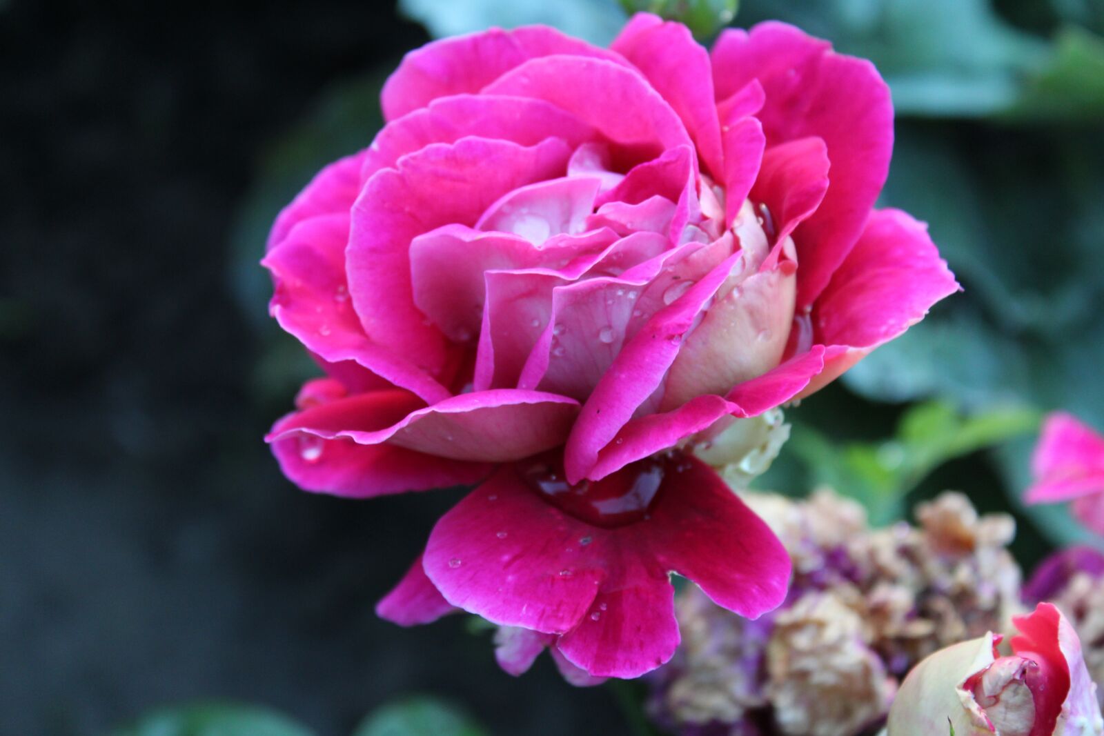 Canon EOS 1300D (EOS Rebel T6 / EOS Kiss X80) sample photo. Flower, rose, garden photography