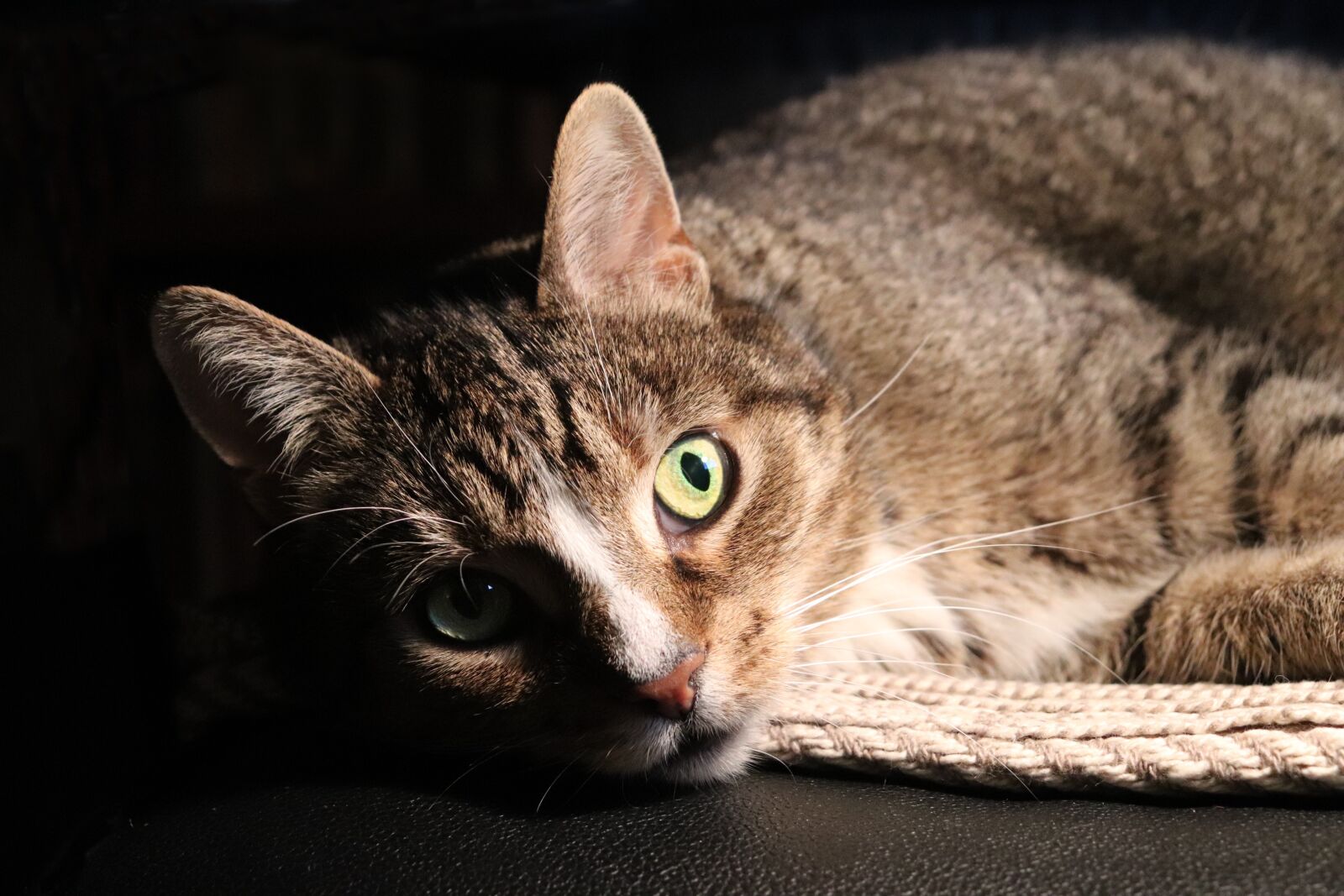 Canon EOS 800D (EOS Rebel T7i / EOS Kiss X9i) sample photo. Cat, pet, mackerel photography