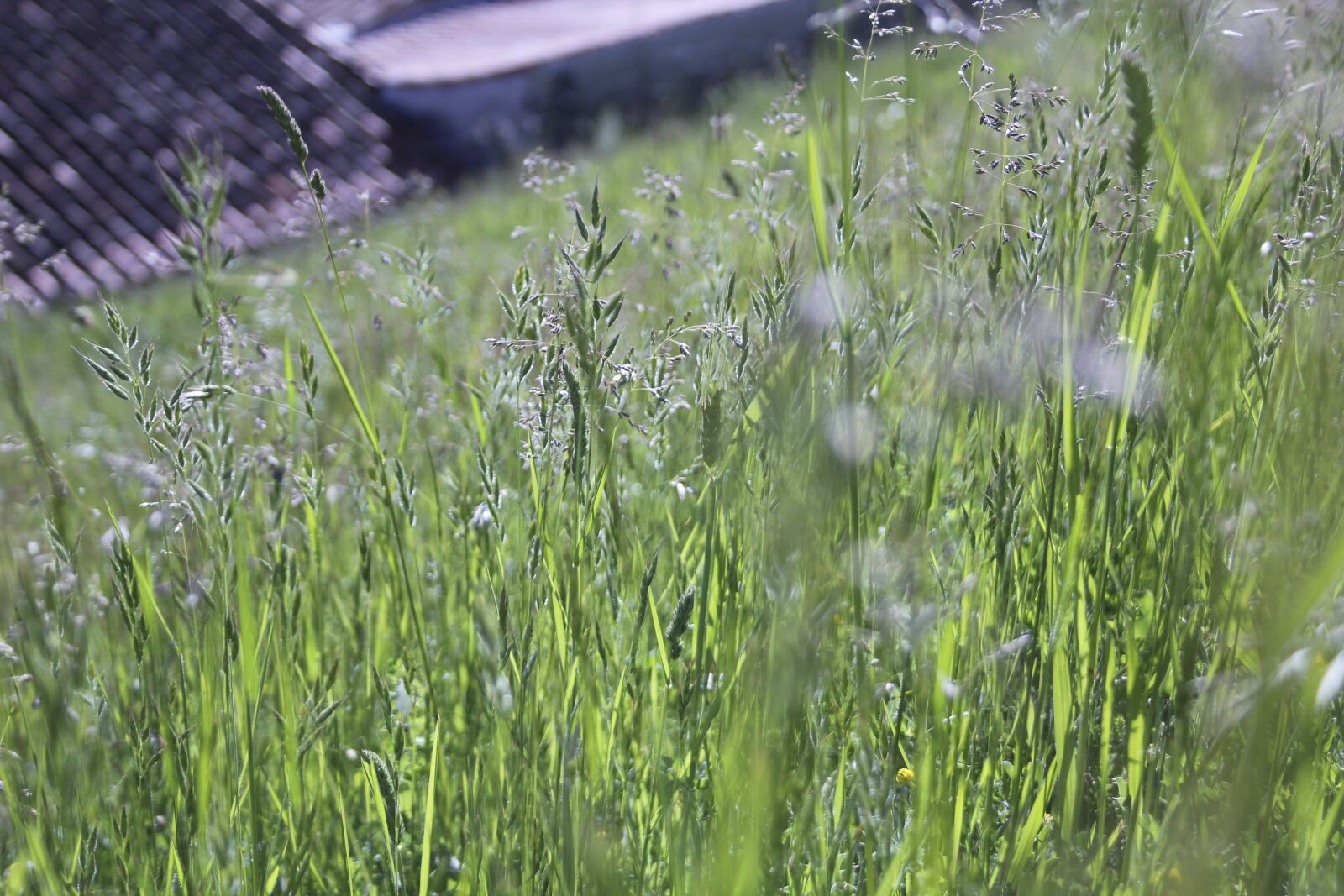 Canon EOS 550D (EOS Rebel T2i / EOS Kiss X4) sample photo. Countryside, france, nature photography