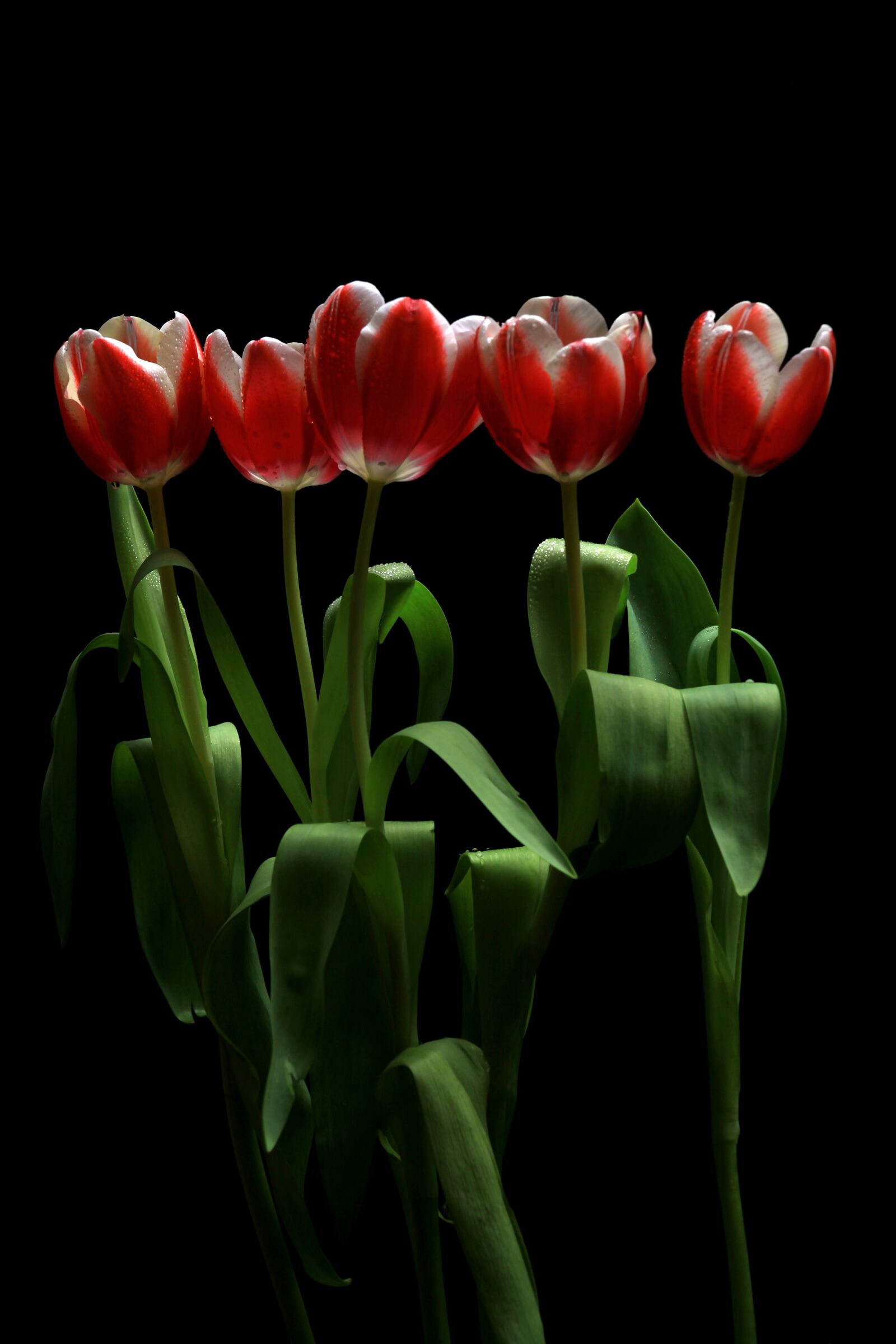 Canon EOS 5D Mark II sample photo. Flower, tulip, tulips photography