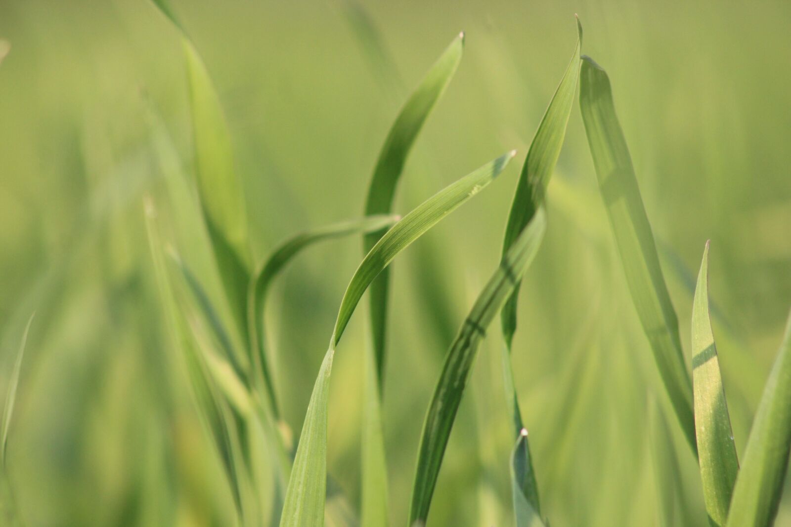 Canon EF75-300mm f/4-5.6 sample photo. Growth, flora, leaf photography