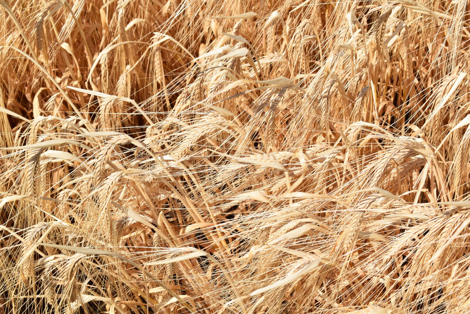Nikon D5500 sample photo. Wheat, cereal, laid photography