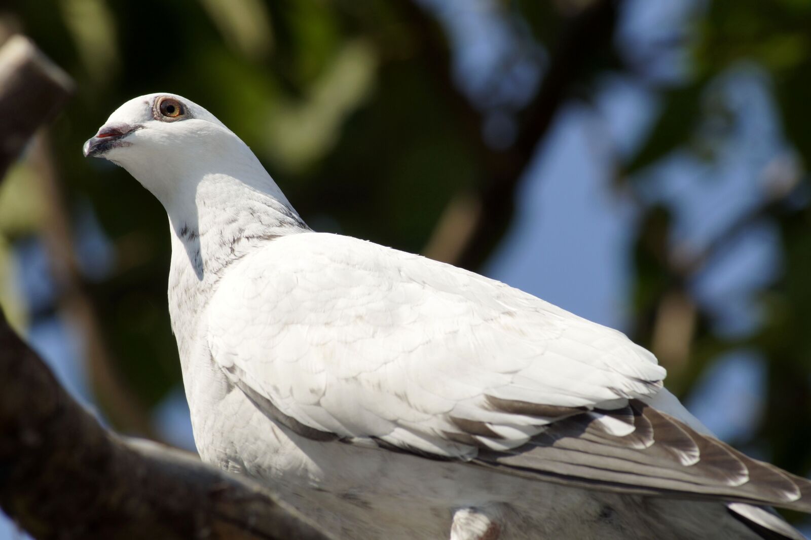 Sony SLT-A58 sample photo. Dove, bird, feather photography