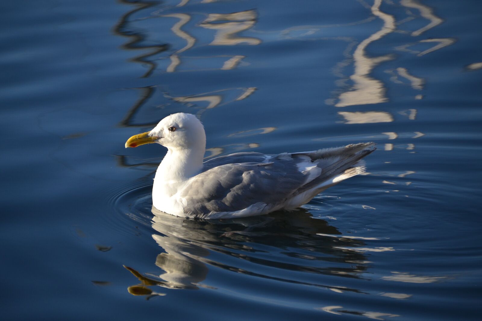 Nikon D3100 sample photo. Duck, water, nature photography