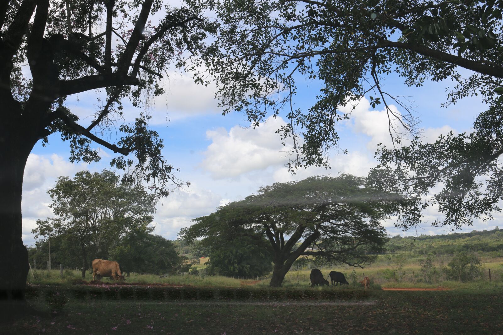 Canon EOS 70D + Canon EF-S 18-55mm F3.5-5.6 IS STM sample photo. Farm, nature, cattle photography