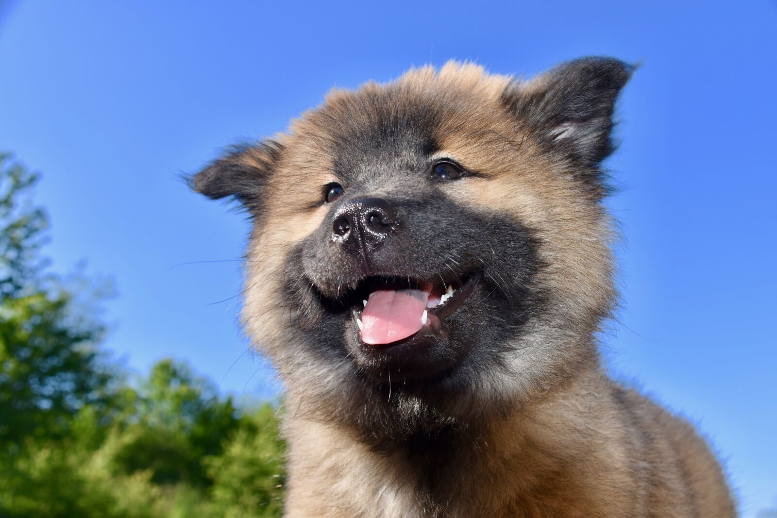 Nikon D5600 sample photo. Dog, pup, puppy photography