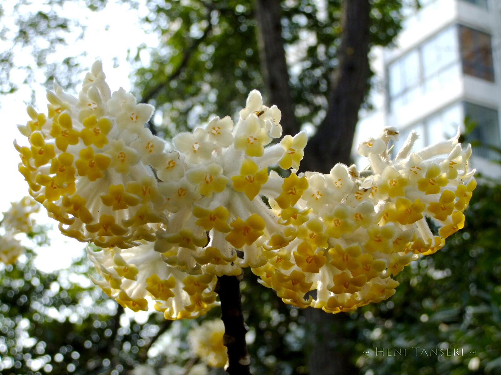 FujiFilm FinePix F70EXR (FinePix F75EXR) sample photo. Flowers photography