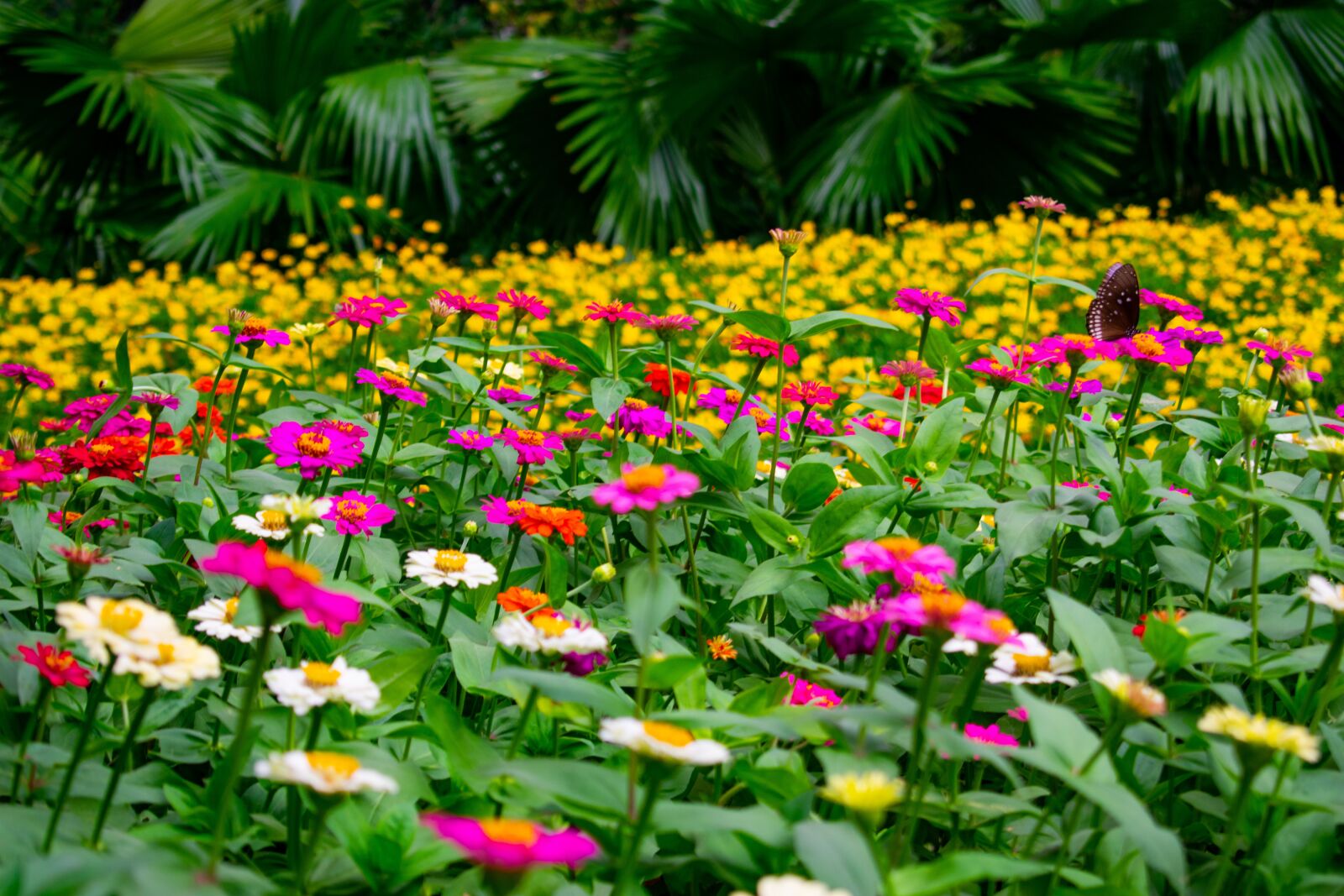 Nikon D3400 sample photo. Flowers, nature, green photography