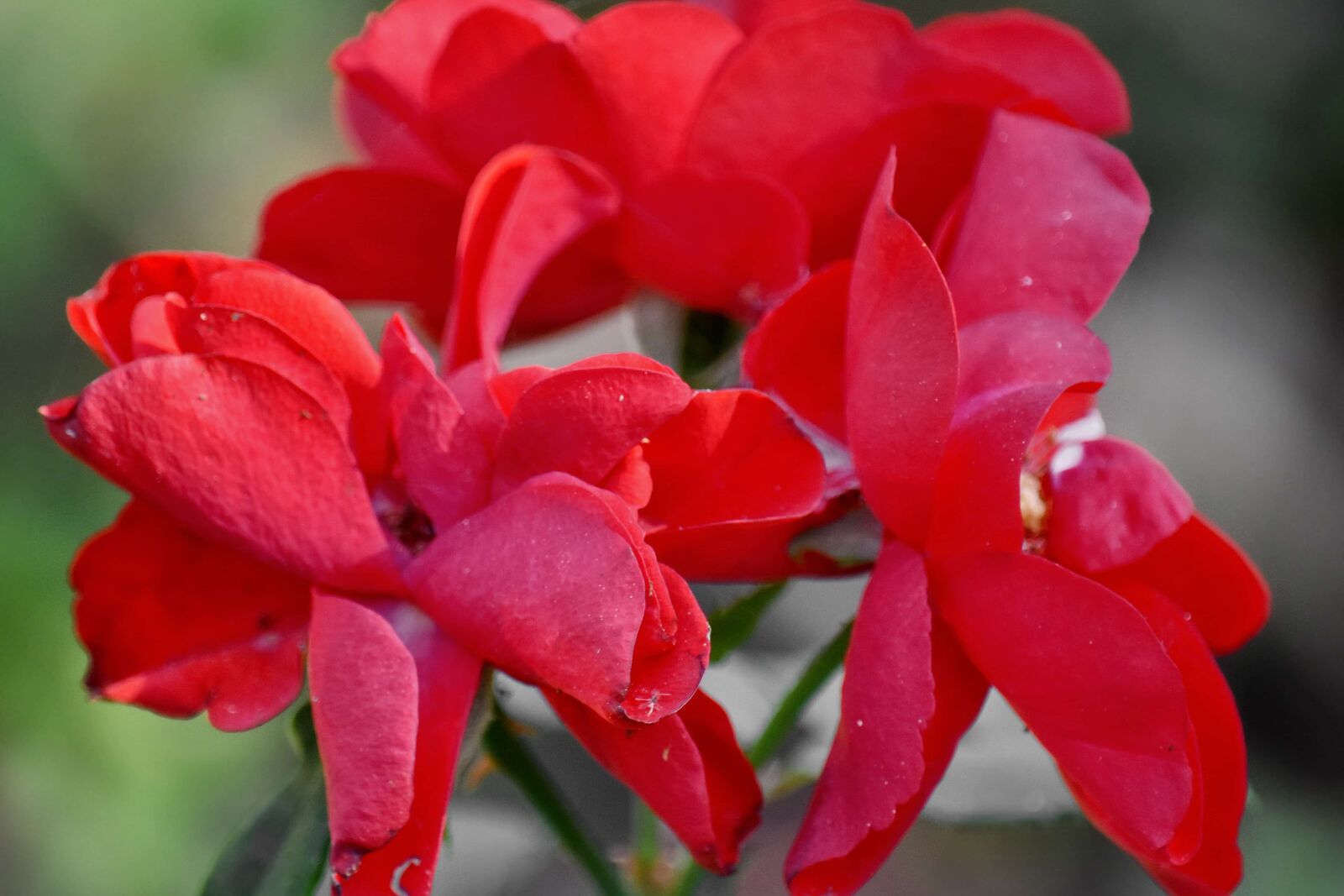 Nikon D5500 sample photo. Red, flower, leaf, plant photography