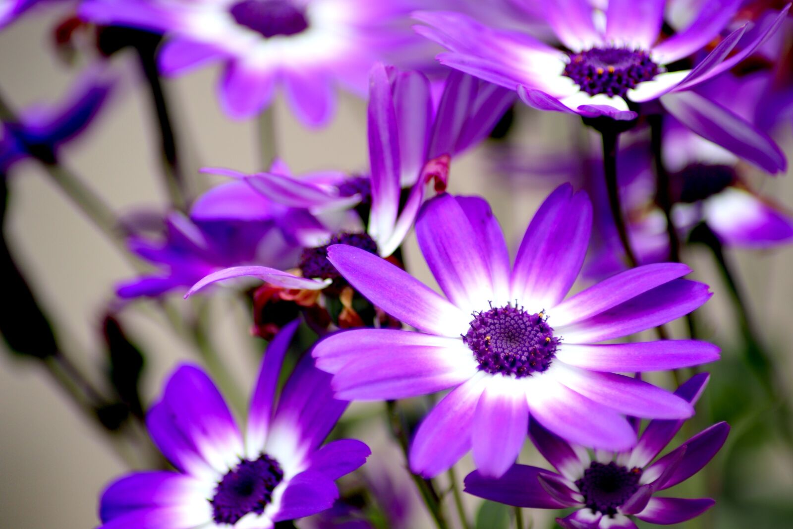 Canon EOS 200D (EOS Rebel SL2 / EOS Kiss X9) sample photo. Flowers, flora, purple photography