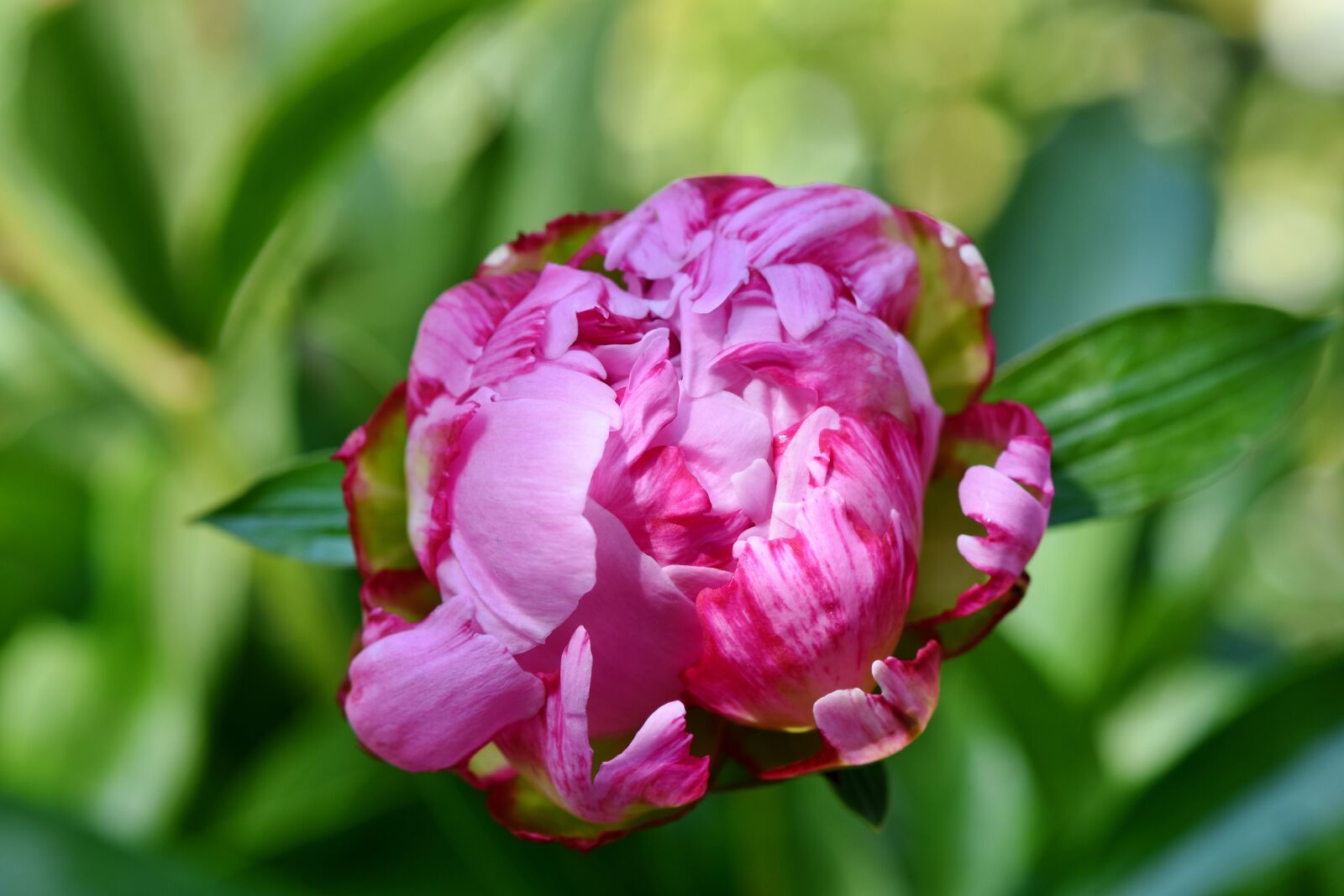 Nikon D7200 sample photo. Peony, rose, bud photography