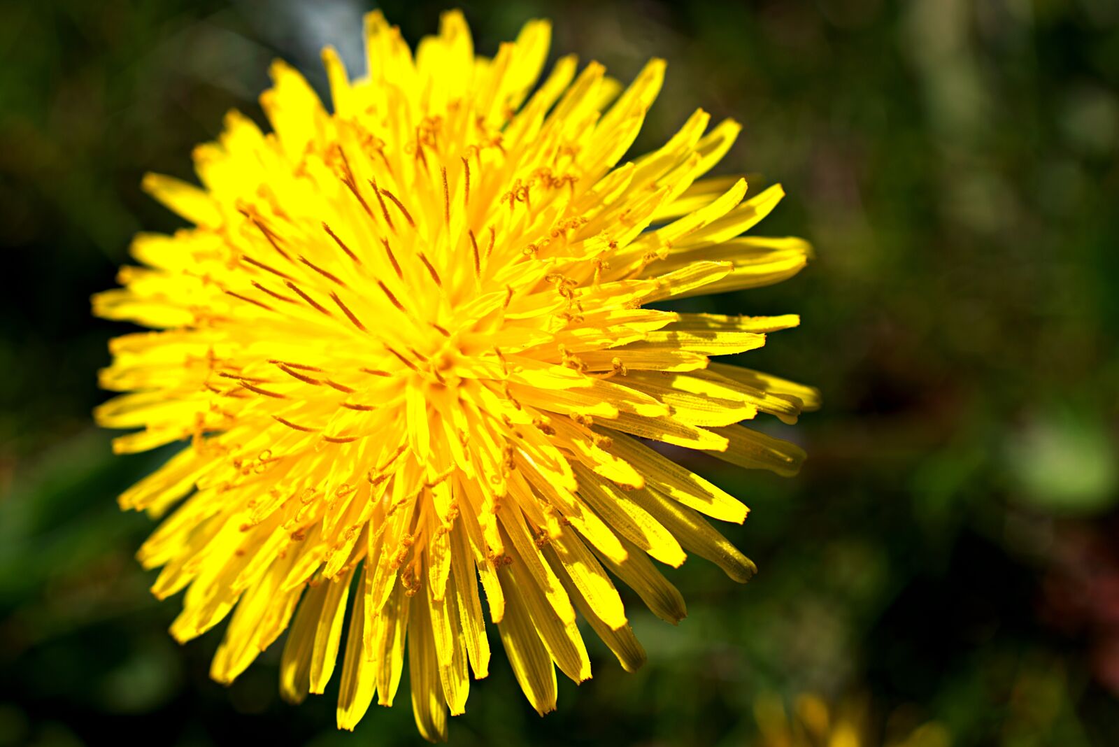 Nikon D3400 sample photo. Dandelion, flower, weed photography
