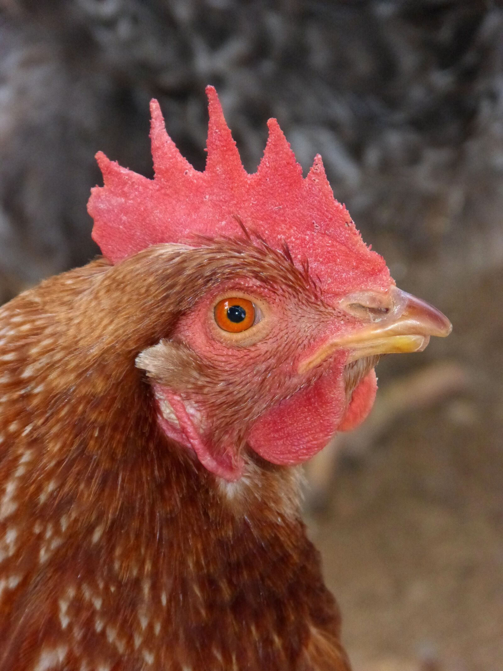 Panasonic DMC-FZ62 sample photo. Hen, crest, chicken photography