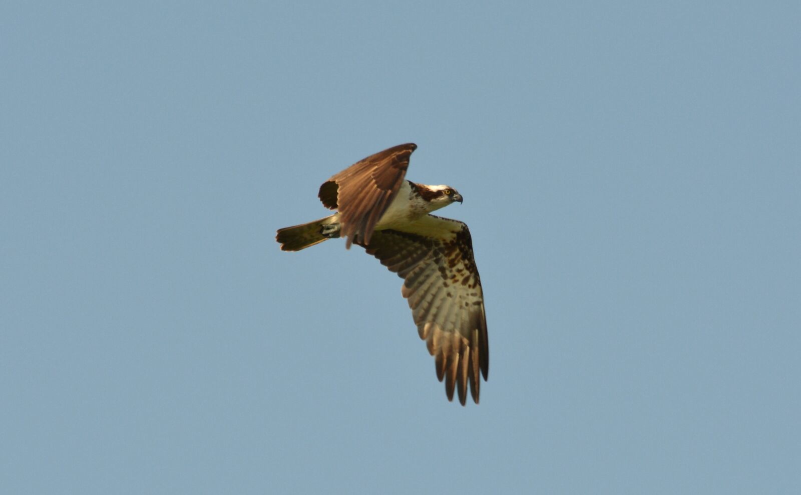 Nikon D5200 sample photo. Birds, animal life, nature photography