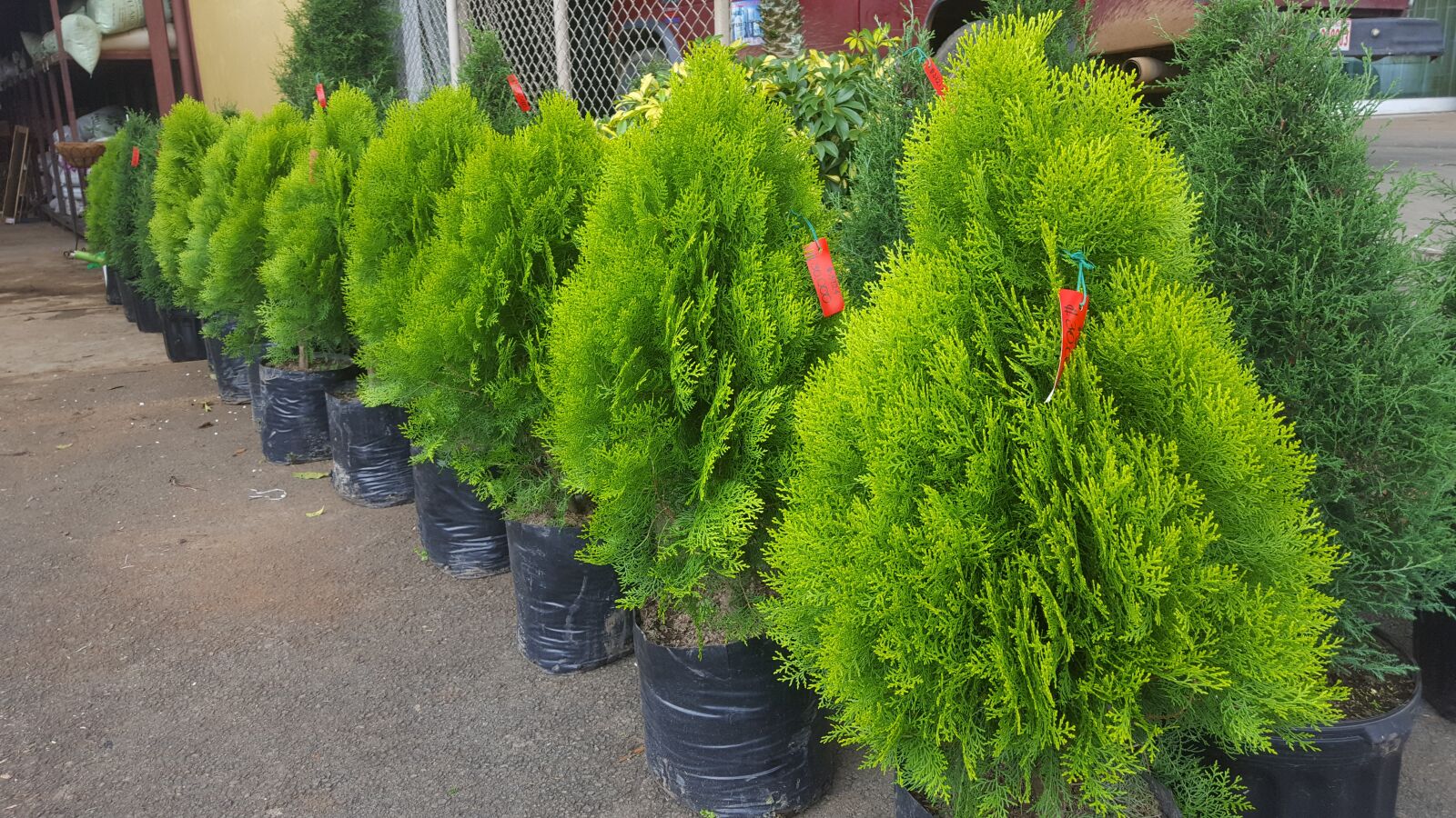 Samsung GALAXY S6 edge sample photo. Saplings, christmas, cypress photography