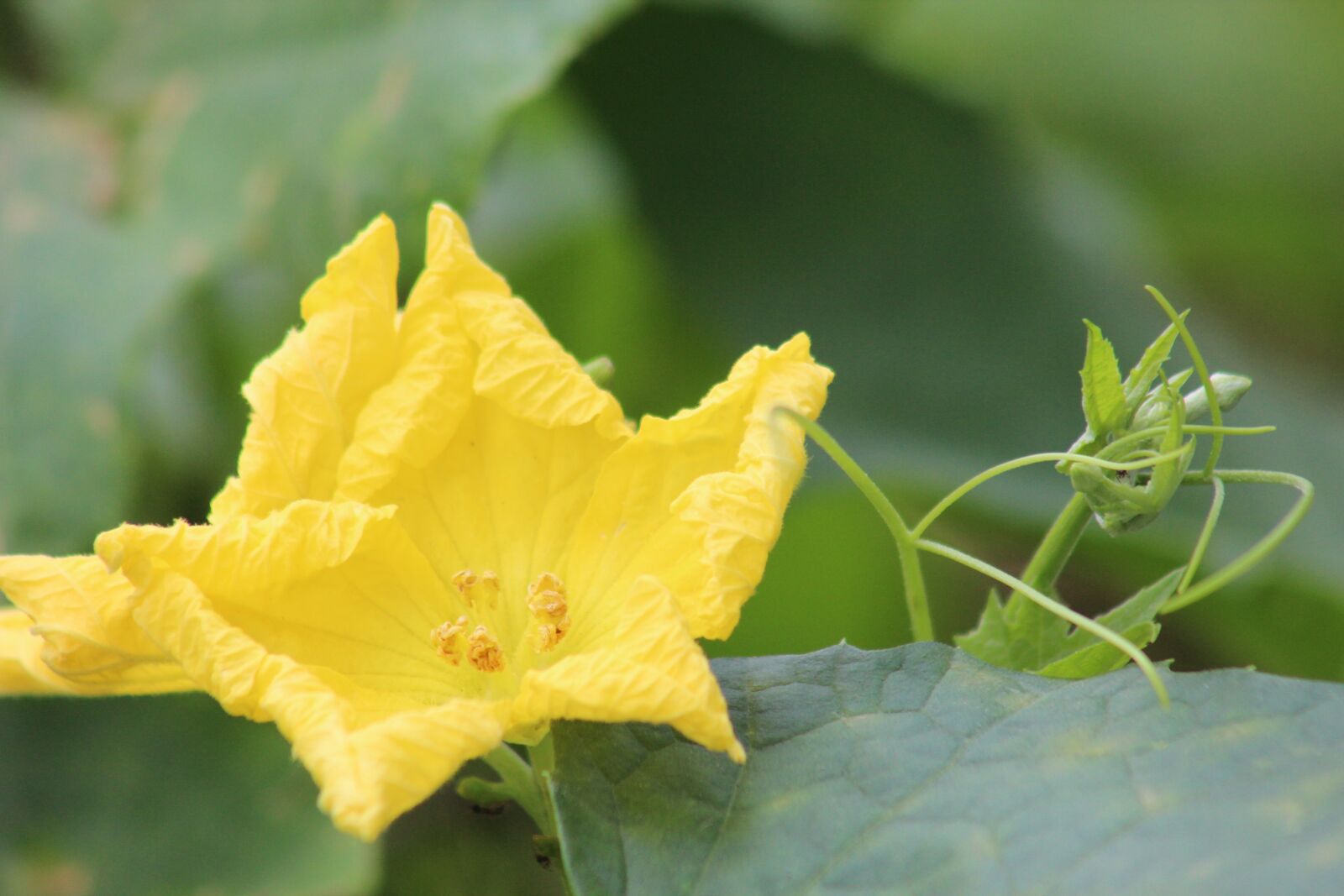 Canon EF75-300mm f/4-5.6 sample photo. Summer, colorful, nature photography