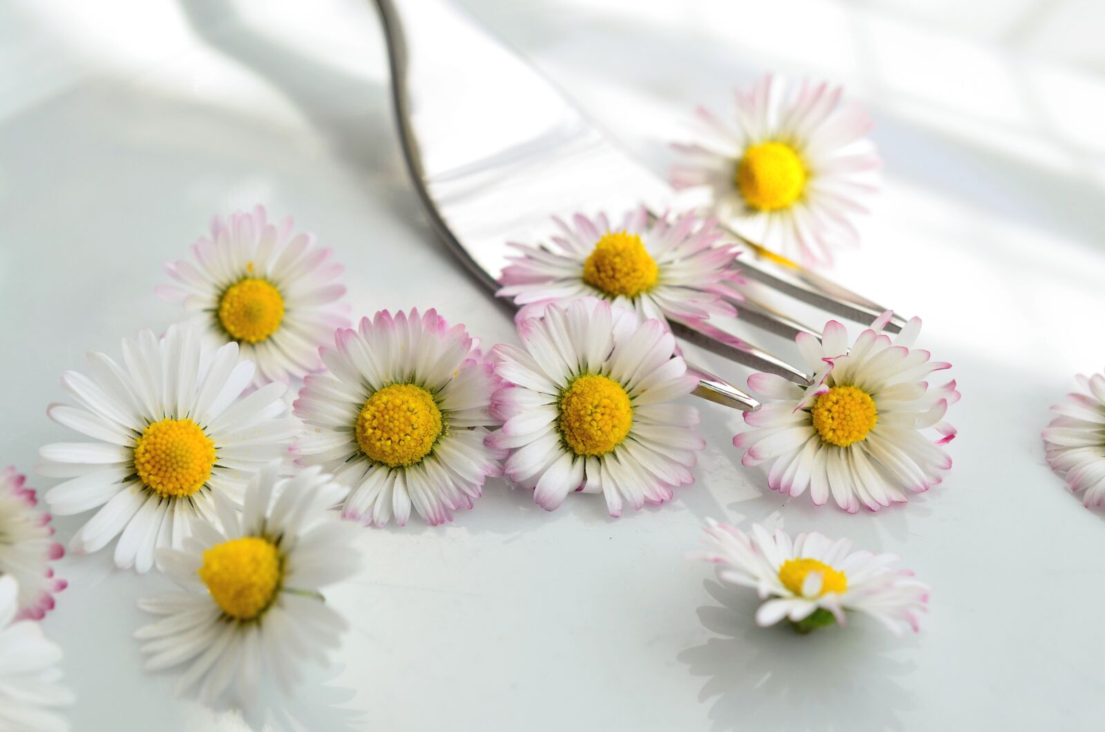 Nikon D5100 sample photo. Daisy, edible, medicinal plant photography