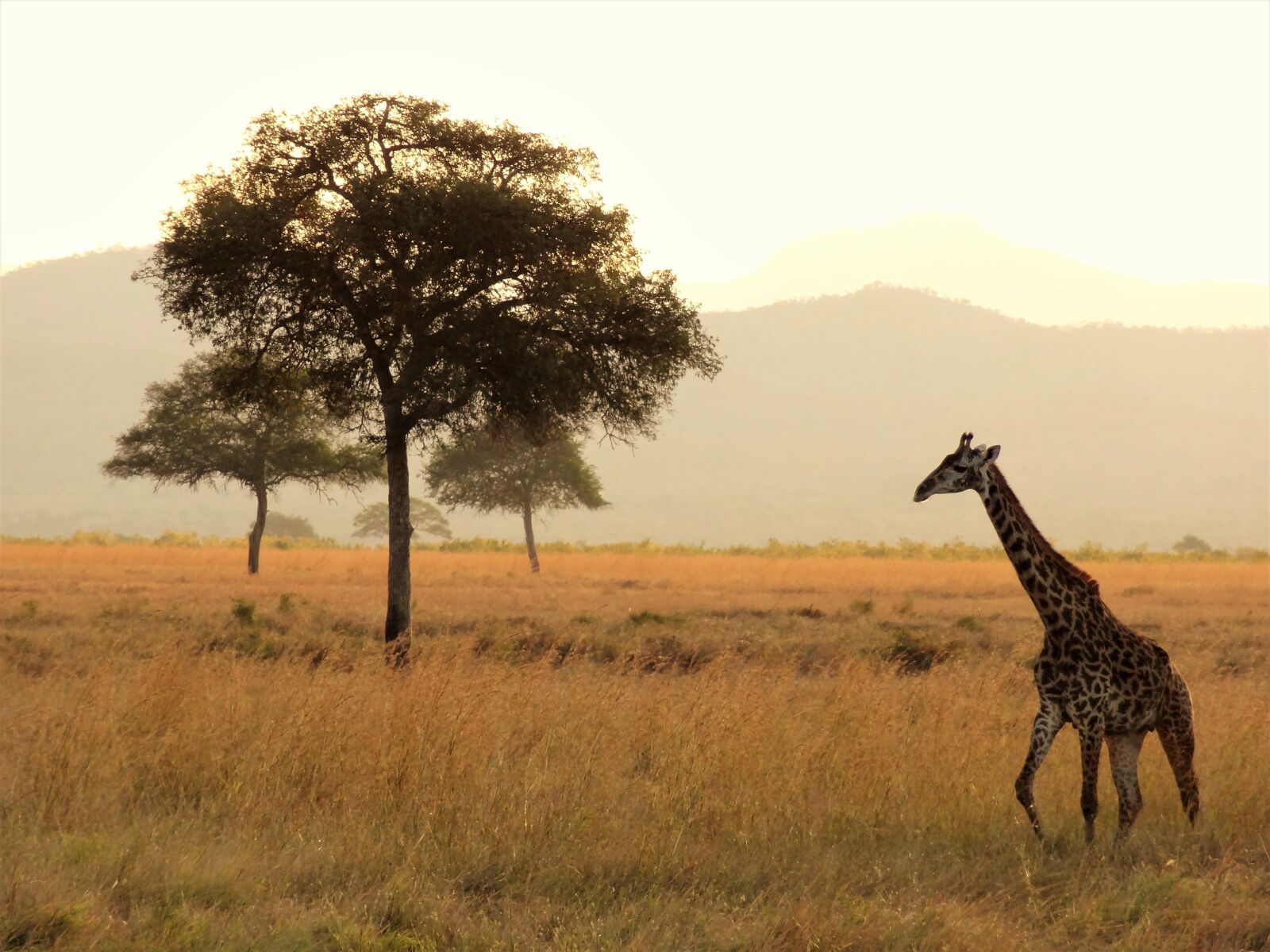 Sony Cyber-shot DSC-HX9V sample photo. Africa, giraffe, safari photography