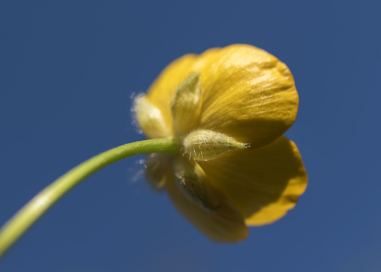 Nikon D5600 sample photo. Flower, yellow, buttercup photography