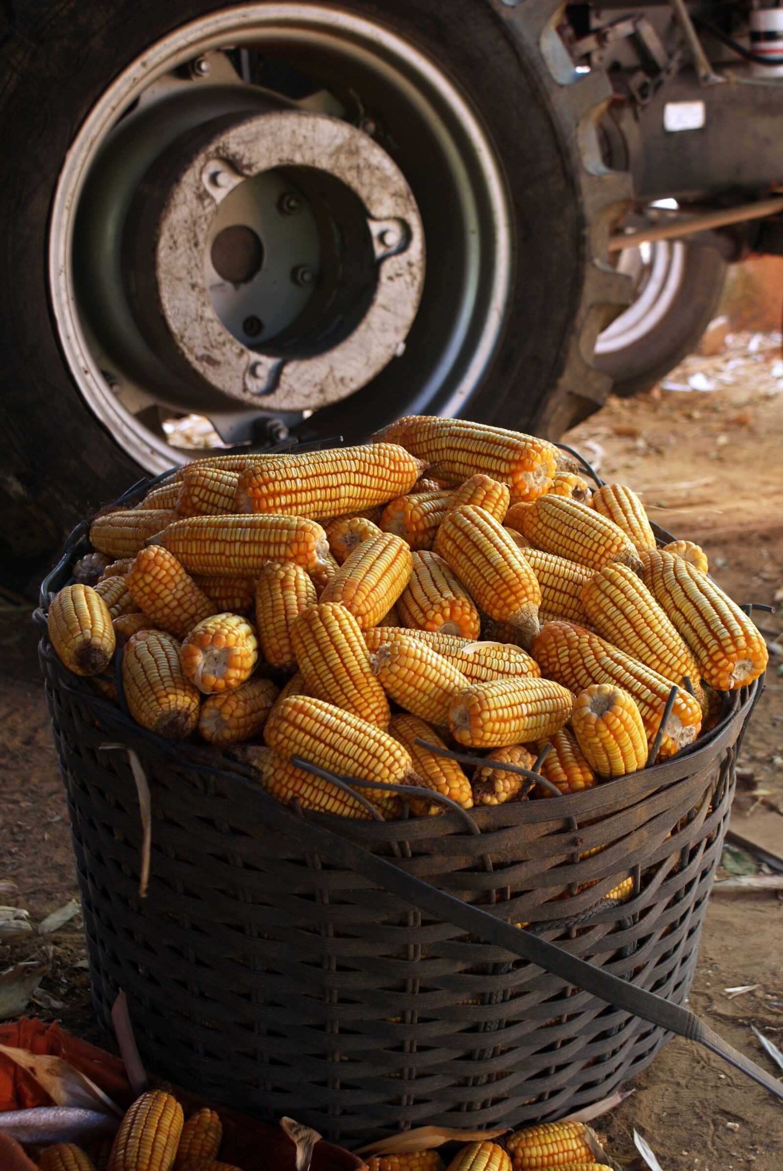 Sony Alpha DSLR-A300 sample photo. Corn, harvest, grains photography