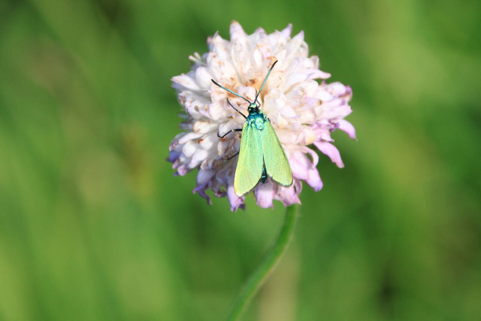 Canon EOS 500D (EOS Rebel T1i / EOS Kiss X3) sample photo. Butterfly, green, metallic photography