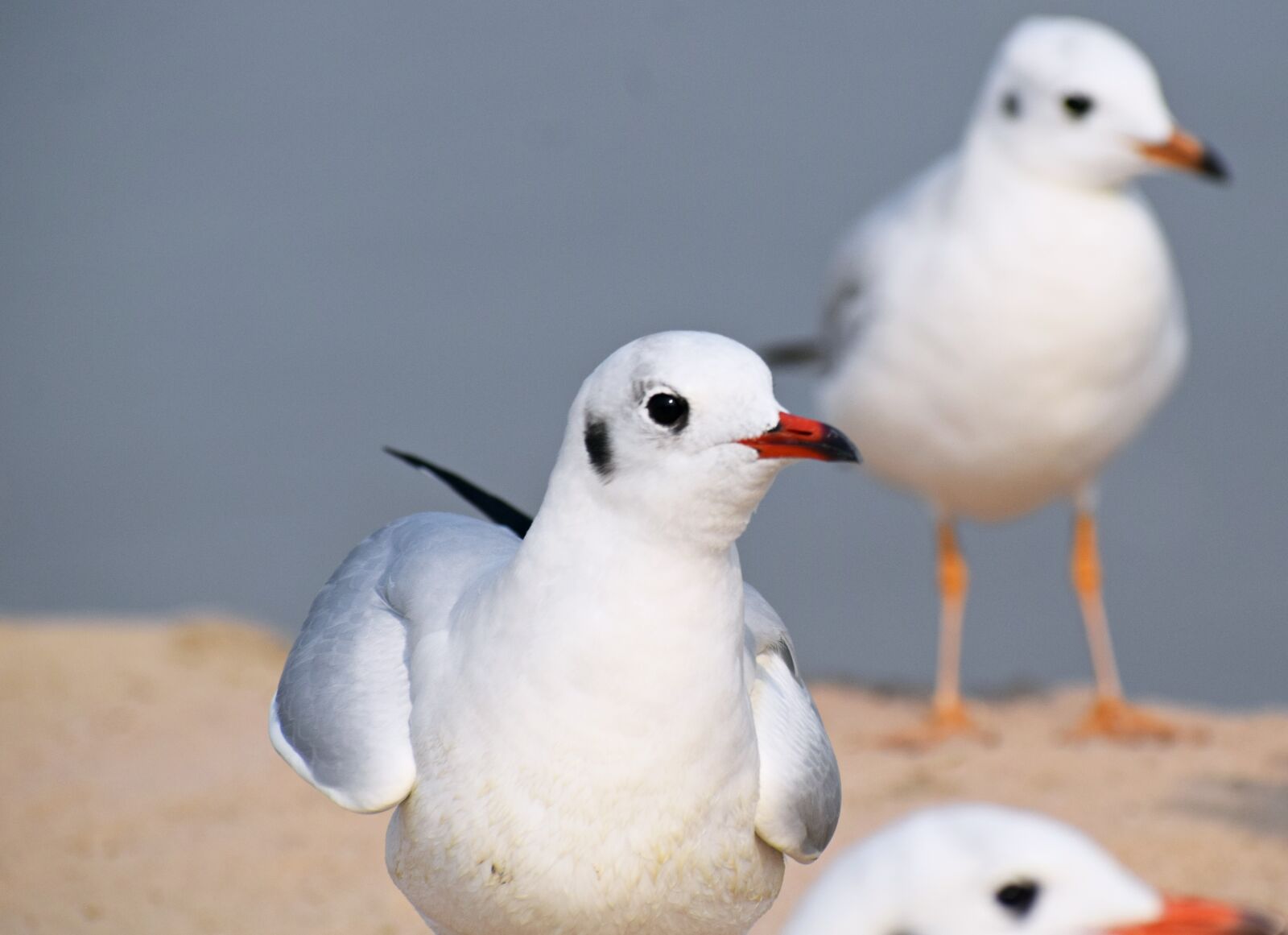 Nikon D3300 sample photo. Seagull, bird, animal photography