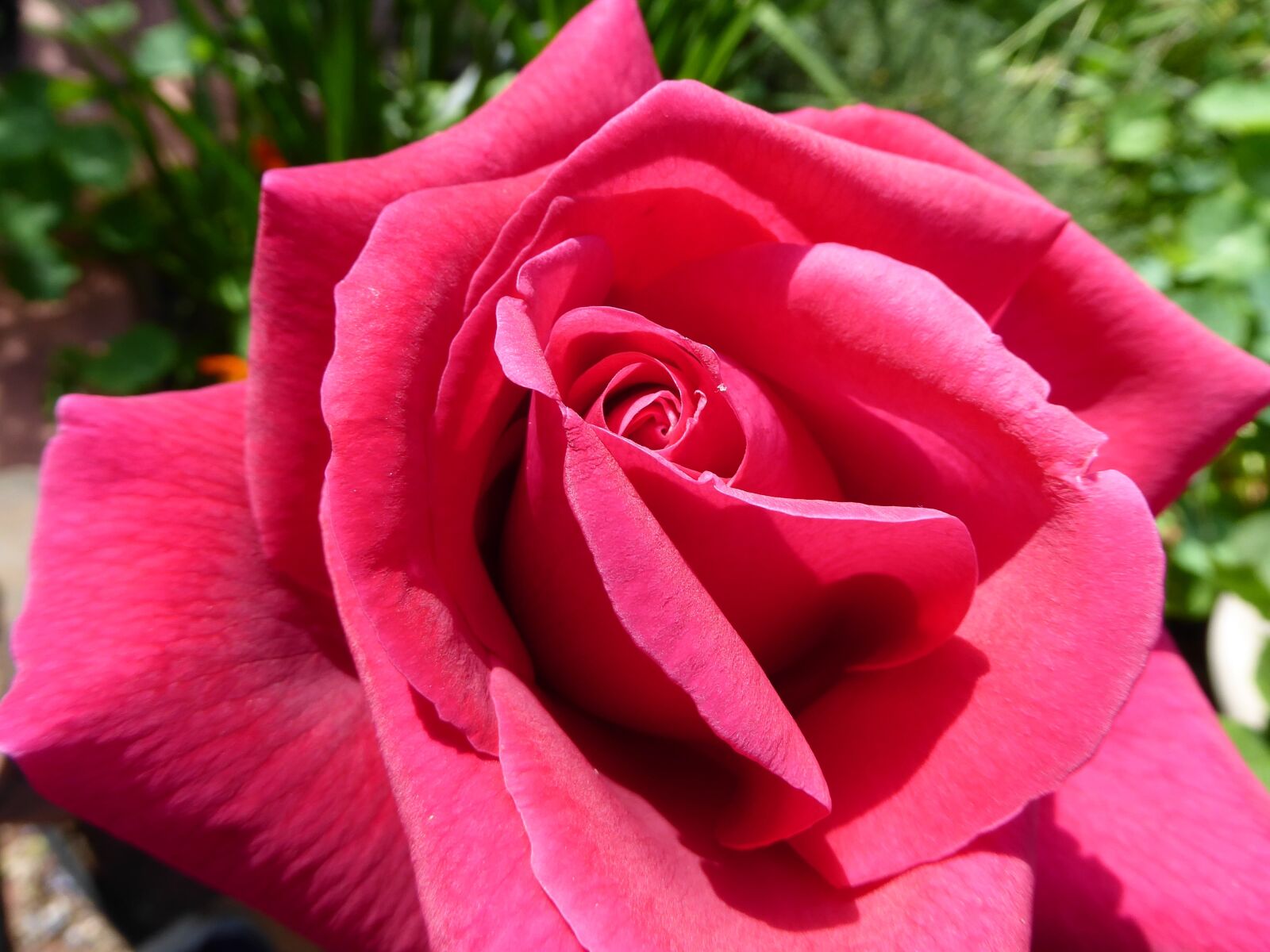 Panasonic Lumix DMC-ZS50 (Lumix DMC-TZ70) sample photo. Rose, flower, red photography
