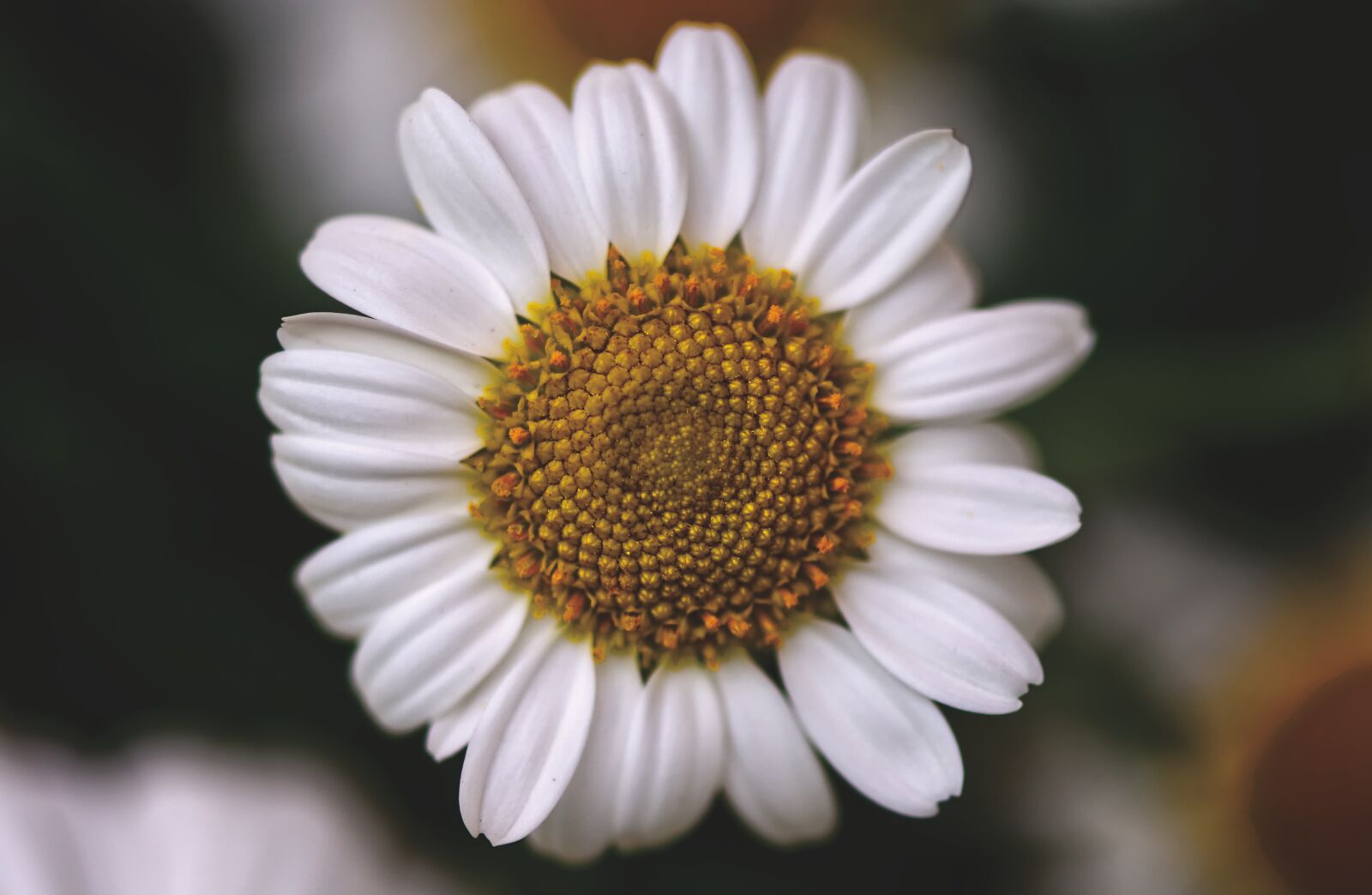 Nikon D7200 sample photo. Daisies, white, flower photography