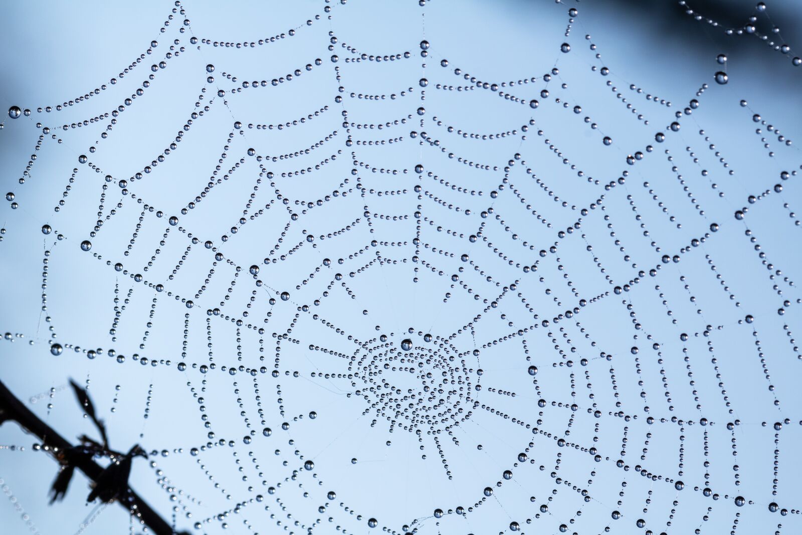 Canon EOS 750D (EOS Rebel T6i / EOS Kiss X8i) sample photo. Beads, cobweb, web photography