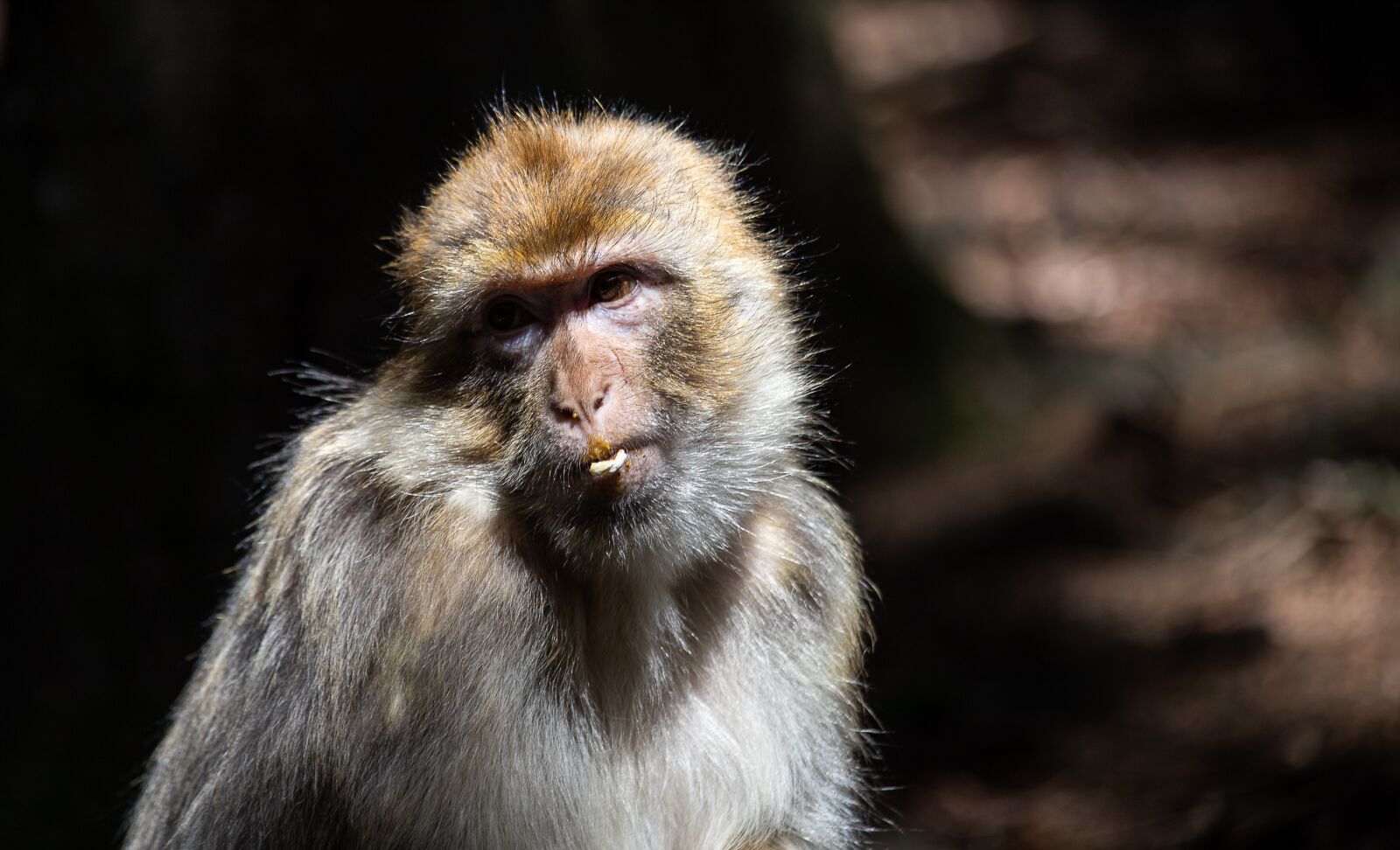 Canon EF 70-300mm F4-5.6 IS USM sample photo. Barbary ape, monkey, primate photography
