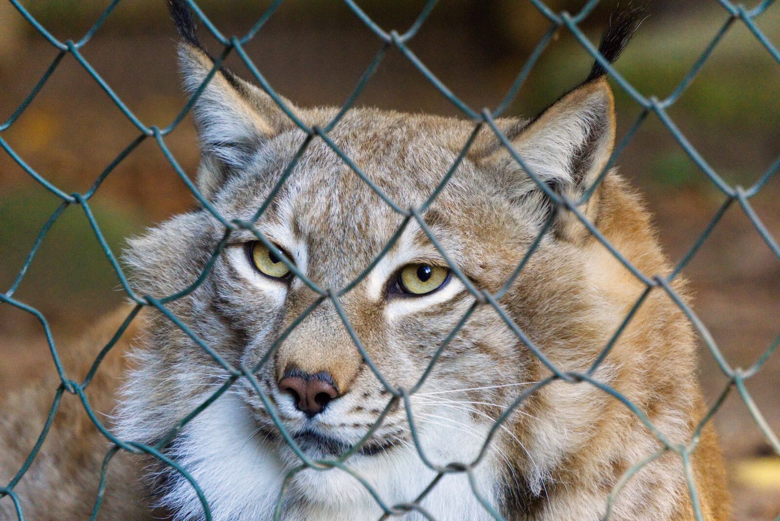Sony a6000 sample photo. Lynx, imprisoned, enclosure photography