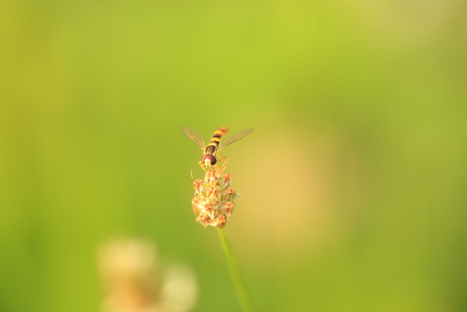 Canon EOS 5D Mark III sample photo. Grass, insect, nature photography