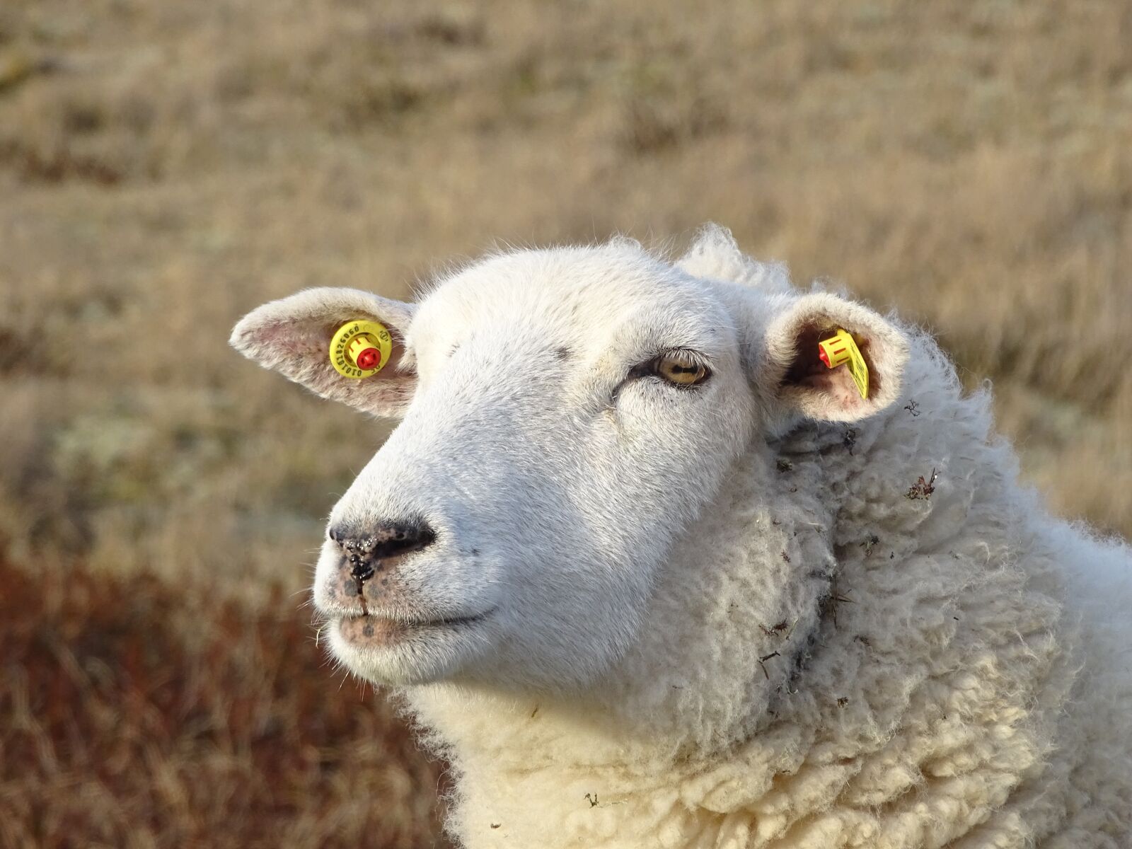 Sony Cyber-shot DSC-HX400V sample photo. Sheep, quiet, wool photography