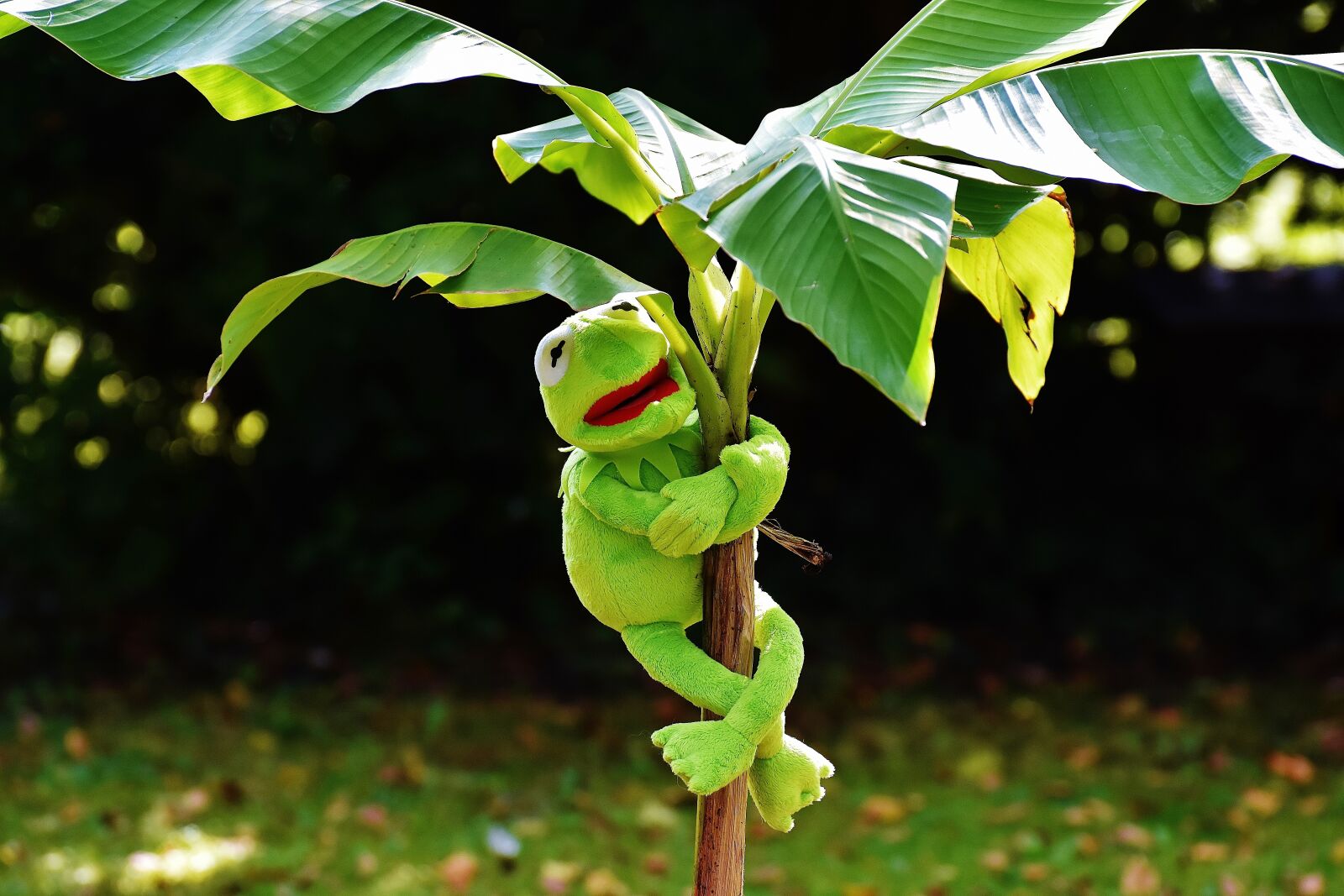 Nikon D7200 sample photo. Exasperate, kermit, frog photography