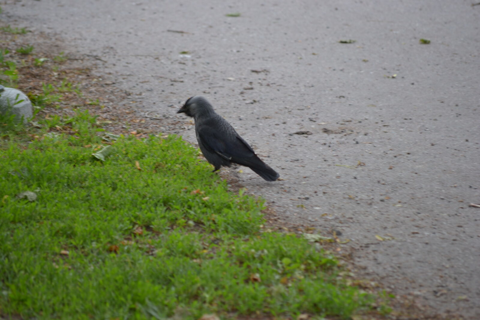 Nikon D3100 sample photo. Bird, nature, pavement photography