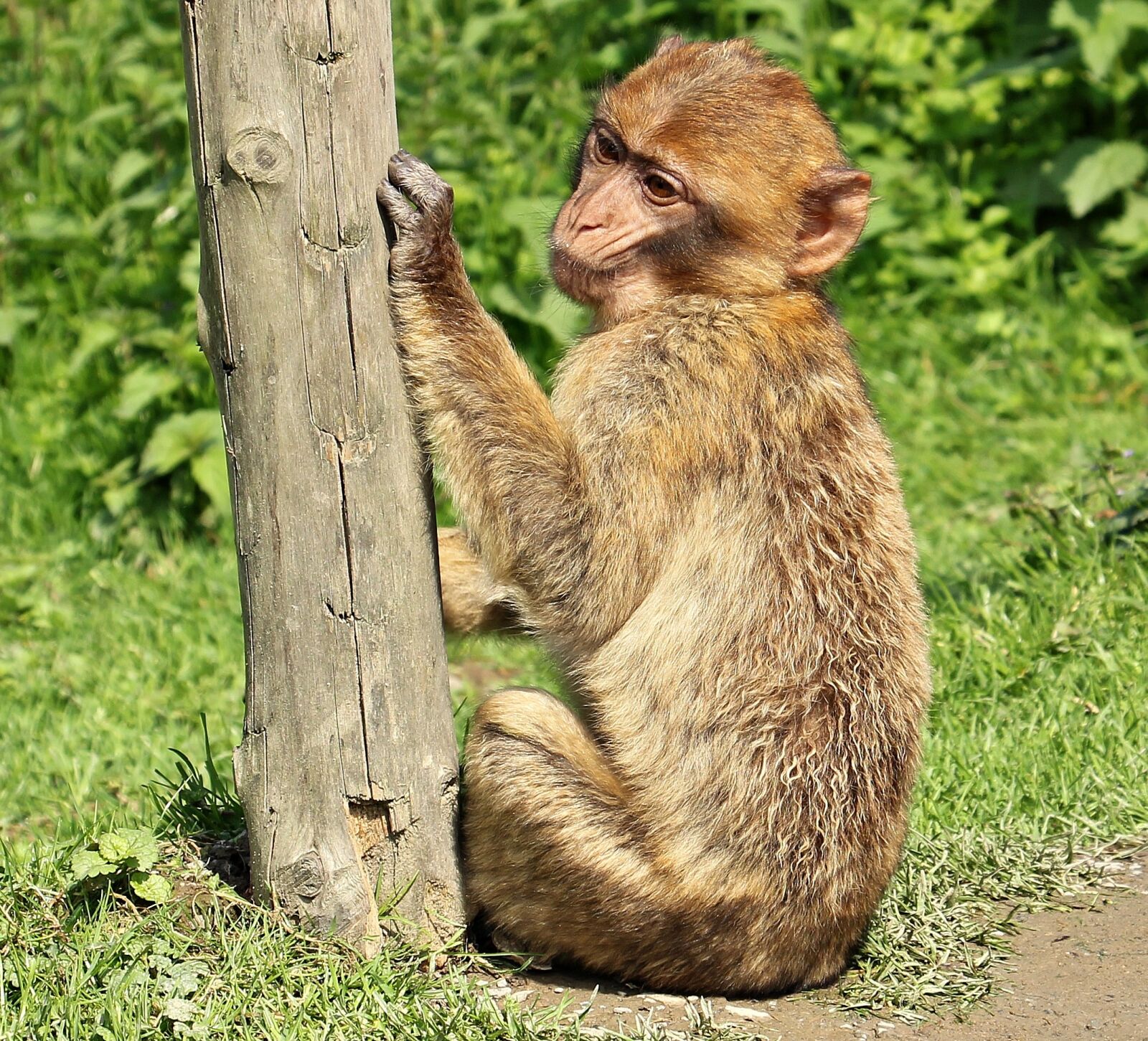 Canon EOS 550D (EOS Rebel T2i / EOS Kiss X4) sample photo. Barbary ape, monkey, primate photography