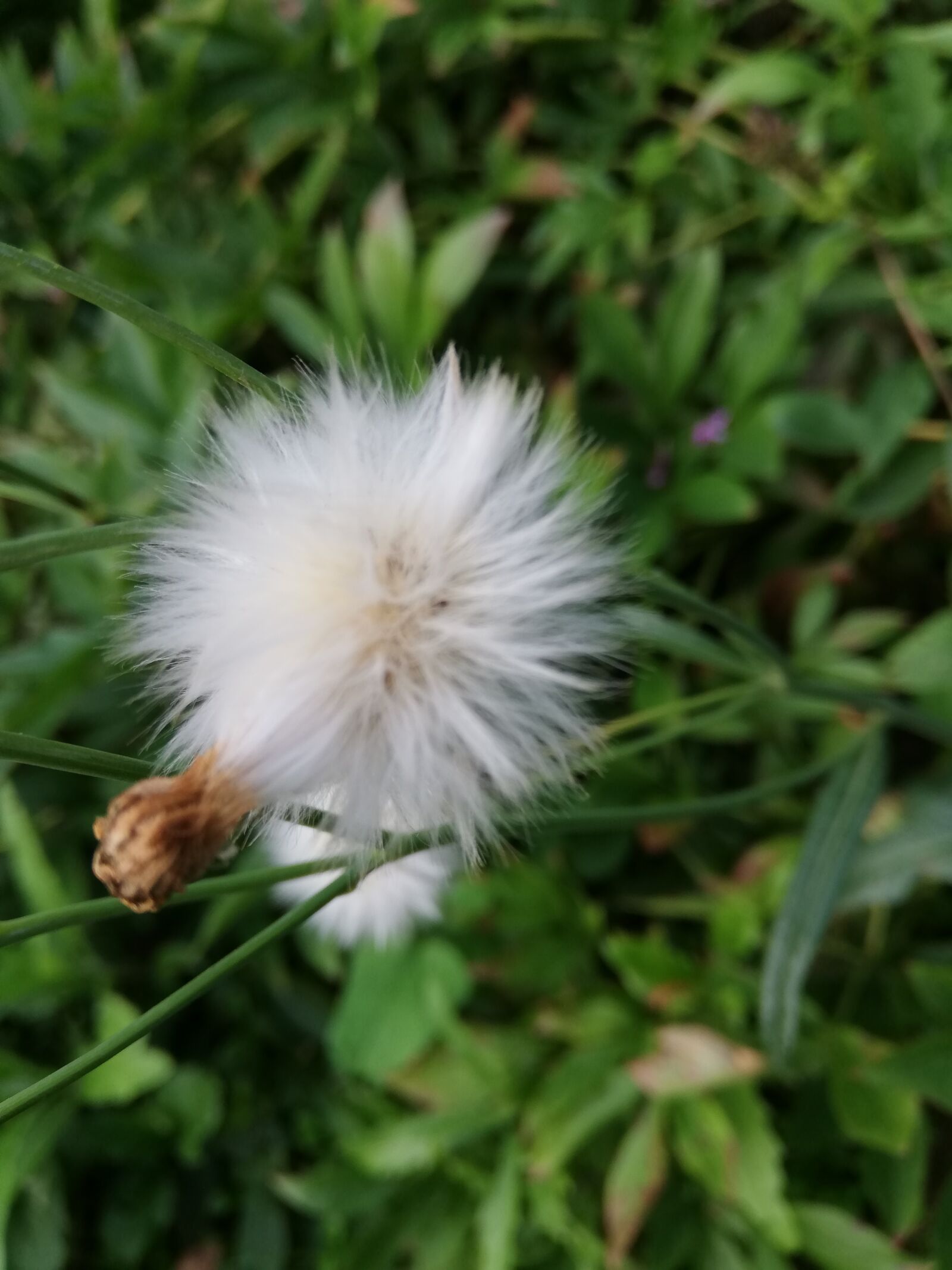 HUAWEI ANE-LX1 sample photo. Dandelion, pooh, summer photography