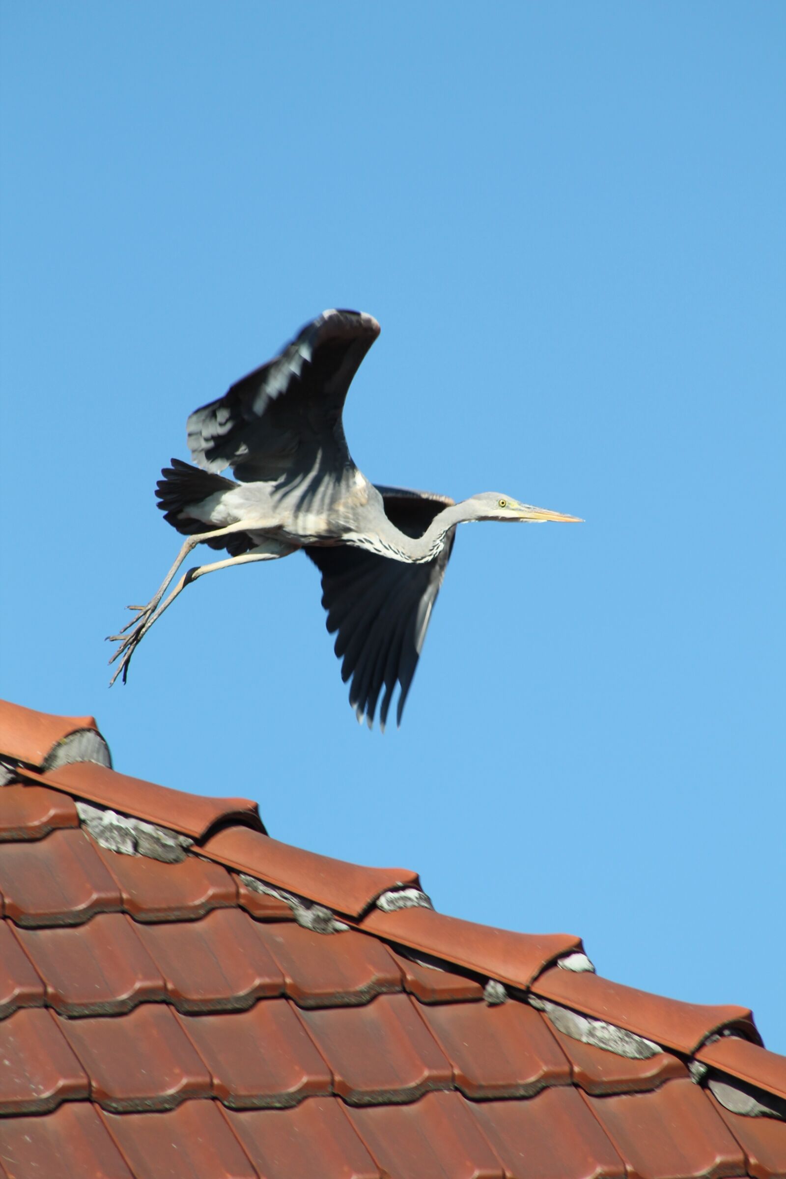 Canon EF75-300mm f/4-5.6 sample photo. Flying, heron, bird photography