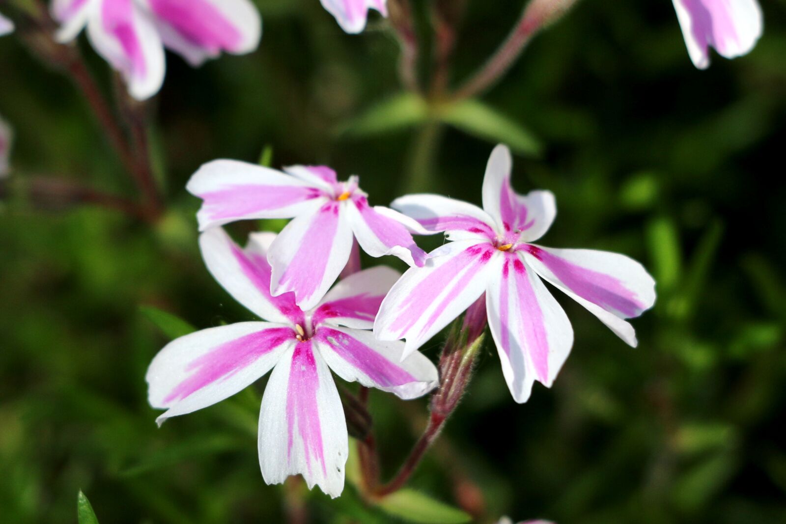Canon EOS 70D sample photo. Phlox, flower, spring photography
