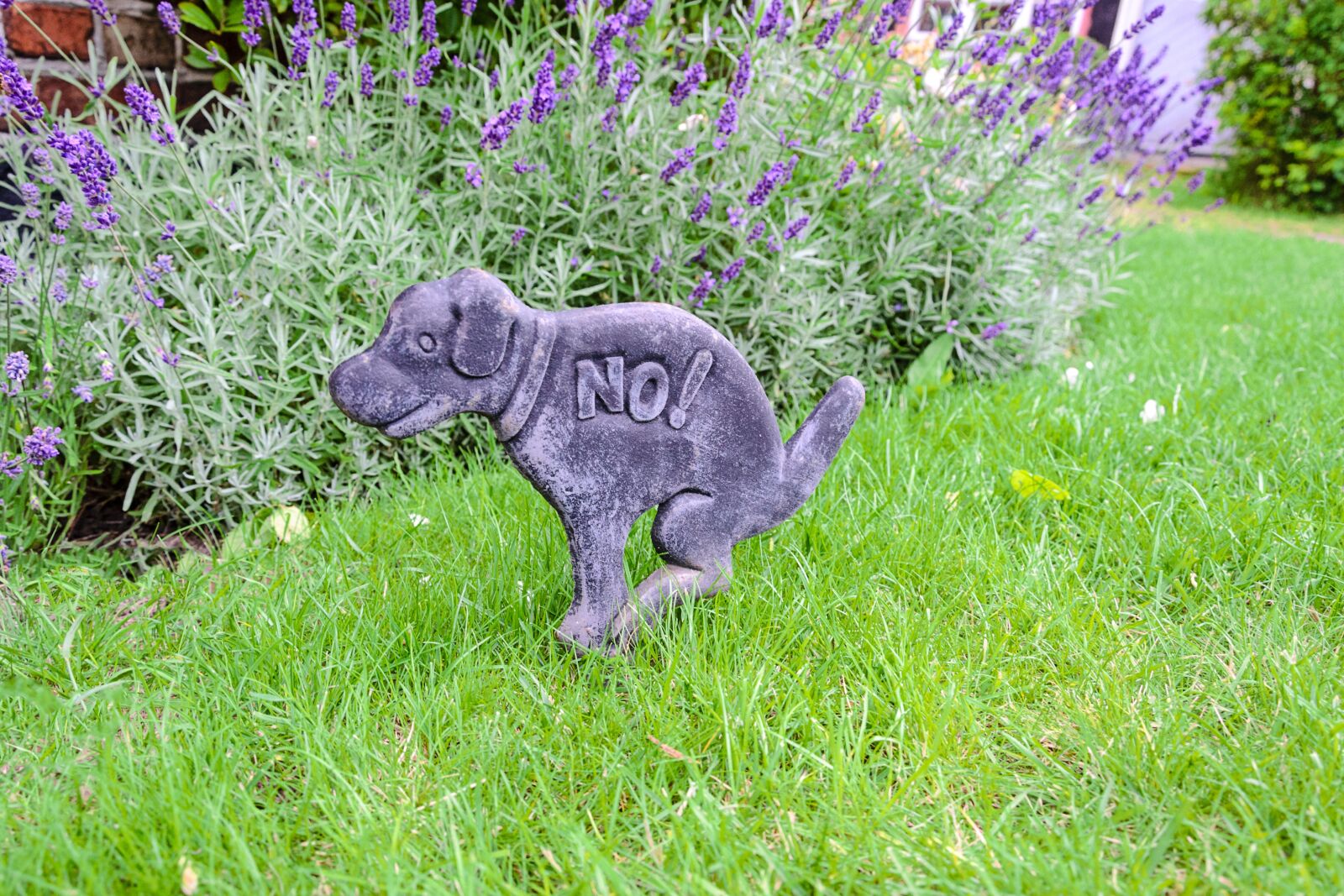 Nikon D3100 sample photo. Lawn, flower, nature photography