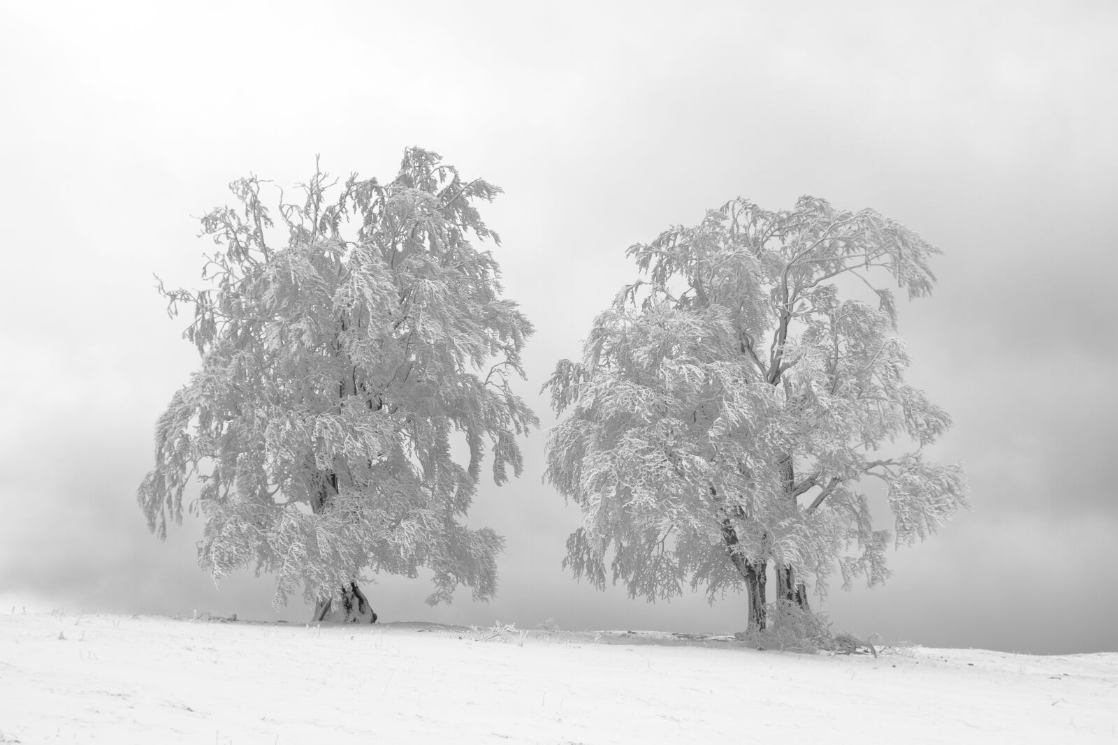 Canon EOS 7D sample photo. Hoarfrost, tree, fog photography