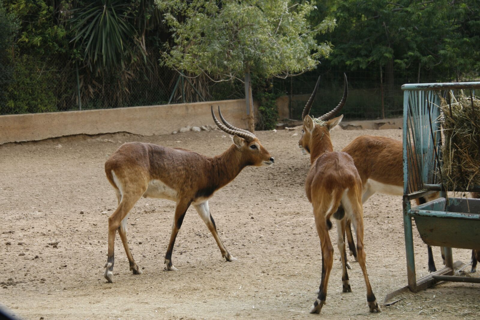 Canon EOS 30D sample photo. Deer, zoo, captive photography