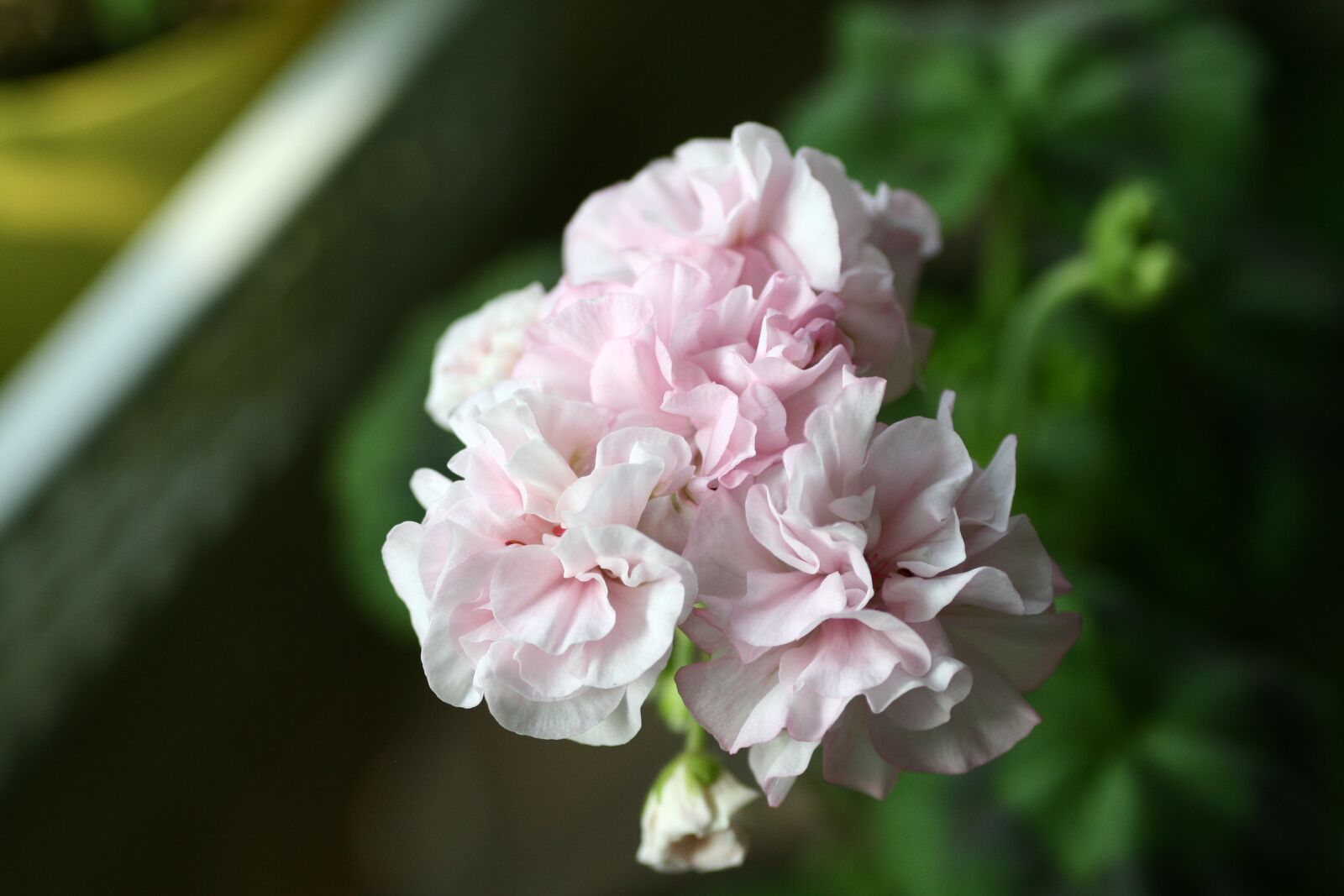 Canon EOS 350D (EOS Digital Rebel XT / EOS Kiss Digital N) sample photo. Geranium, flowers photography