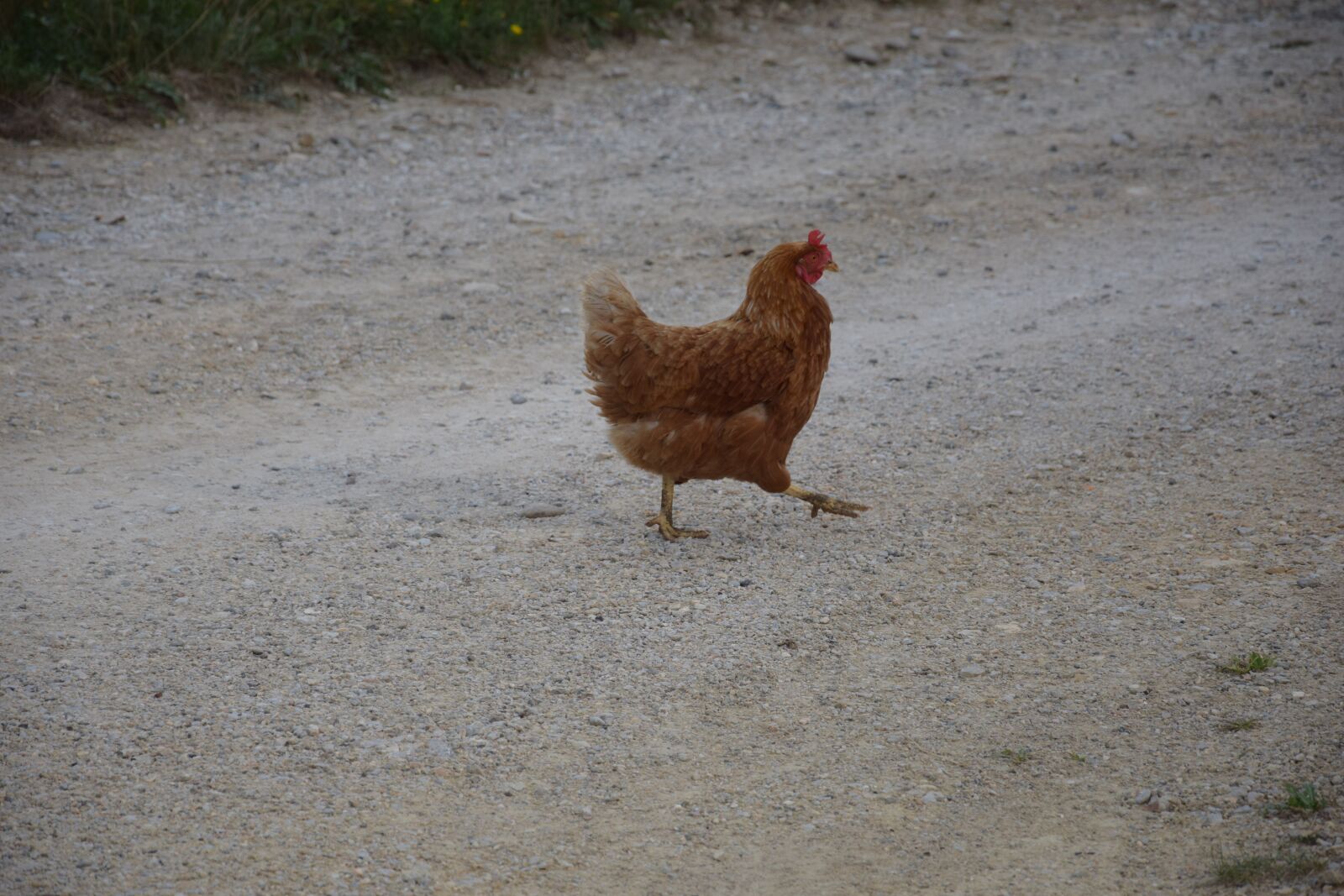 Nikon D3300 sample photo. Chicken, hen, agriculture photography