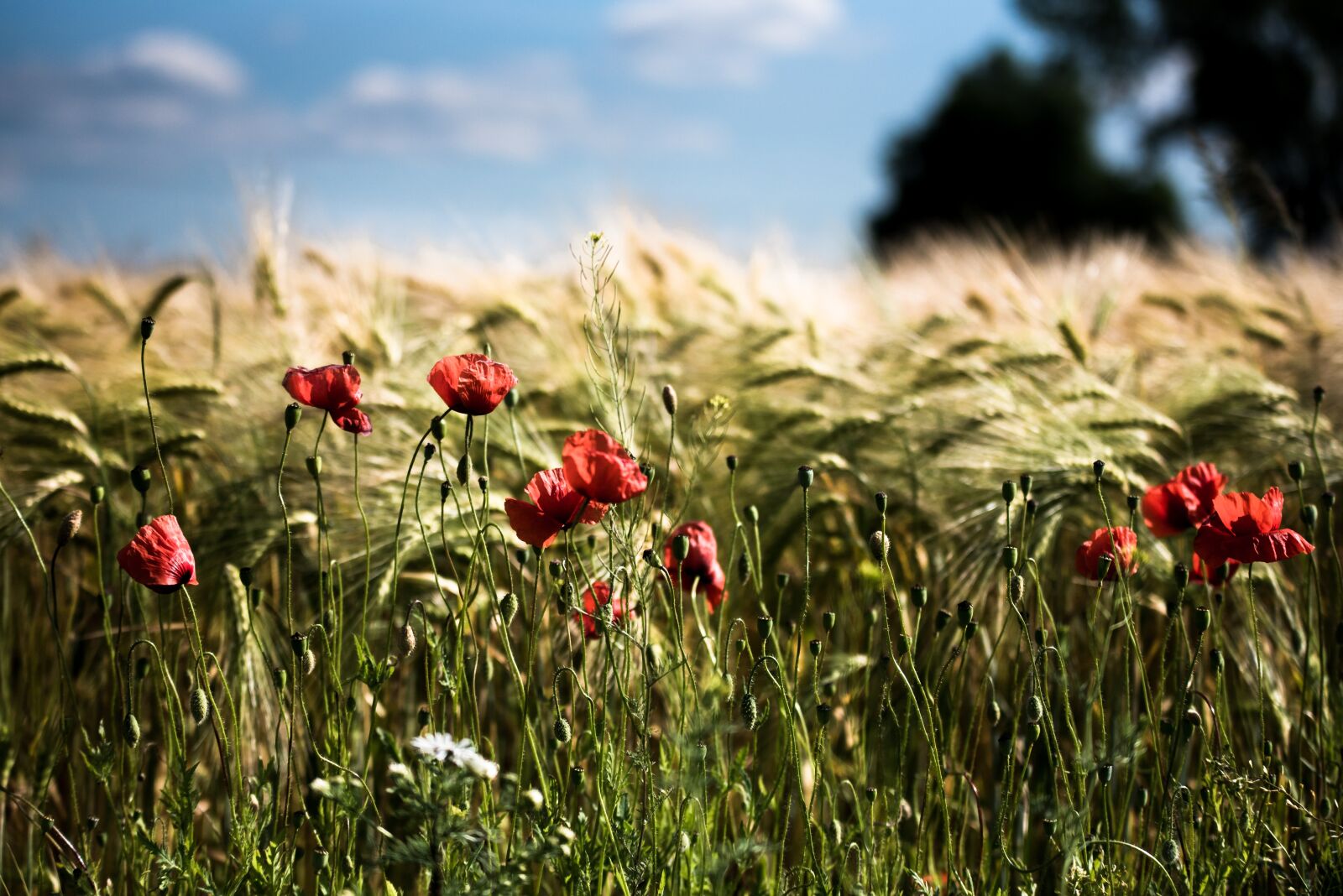 Nikon D750 sample photo. Summer, field, nature photography